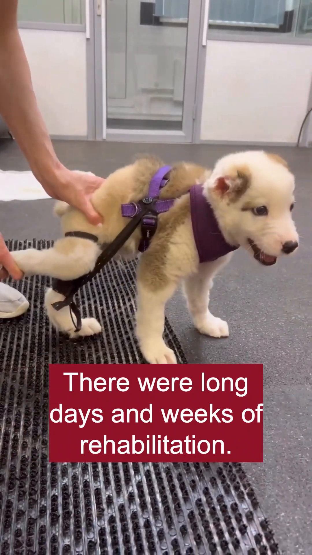 A puppy wearing a harness and leg braces is being supported as it attempts to stand.