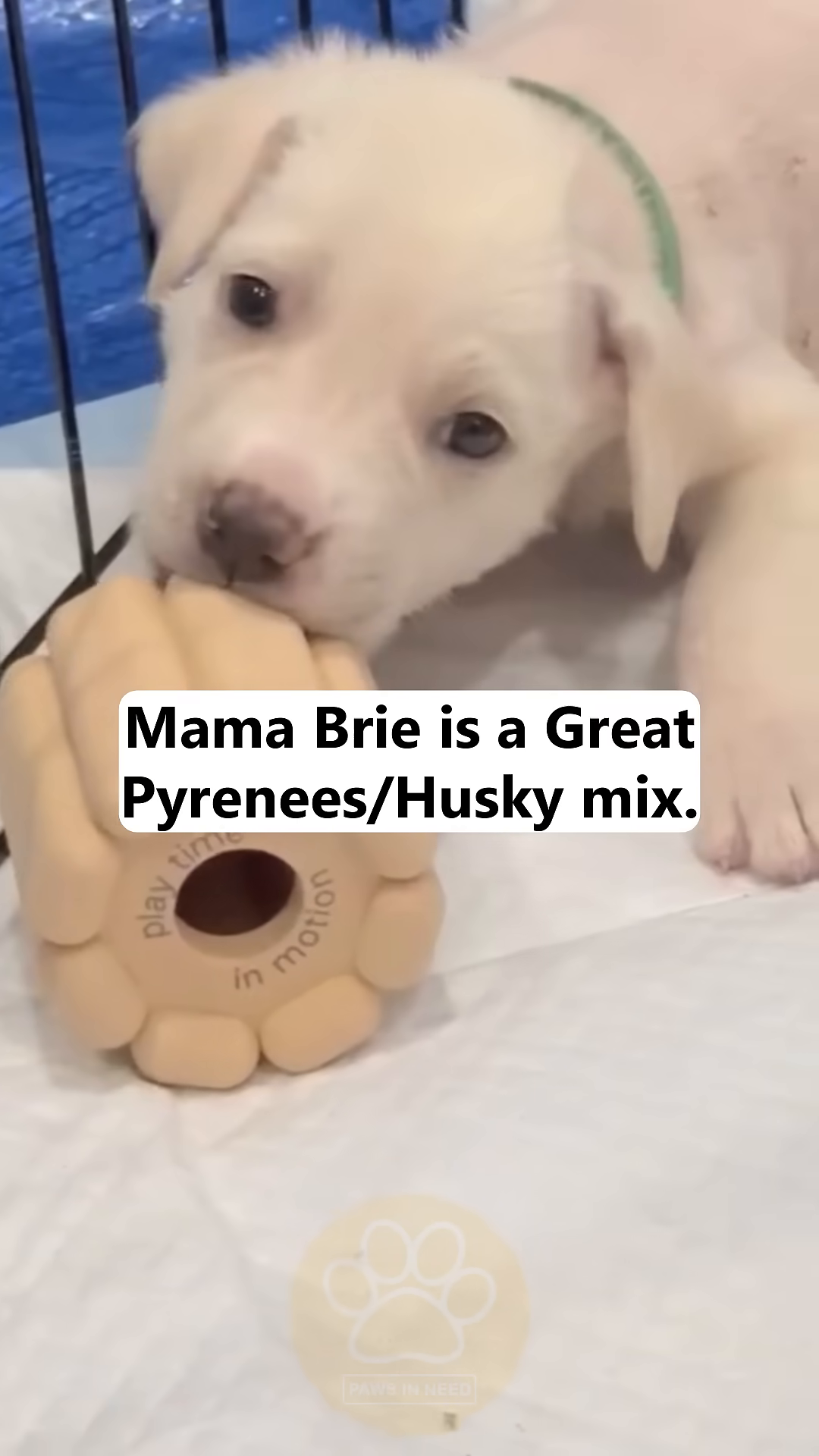 A healthy-looking puppy, Mama Brie, chews on a toy, symbolizing recovery and safety.
