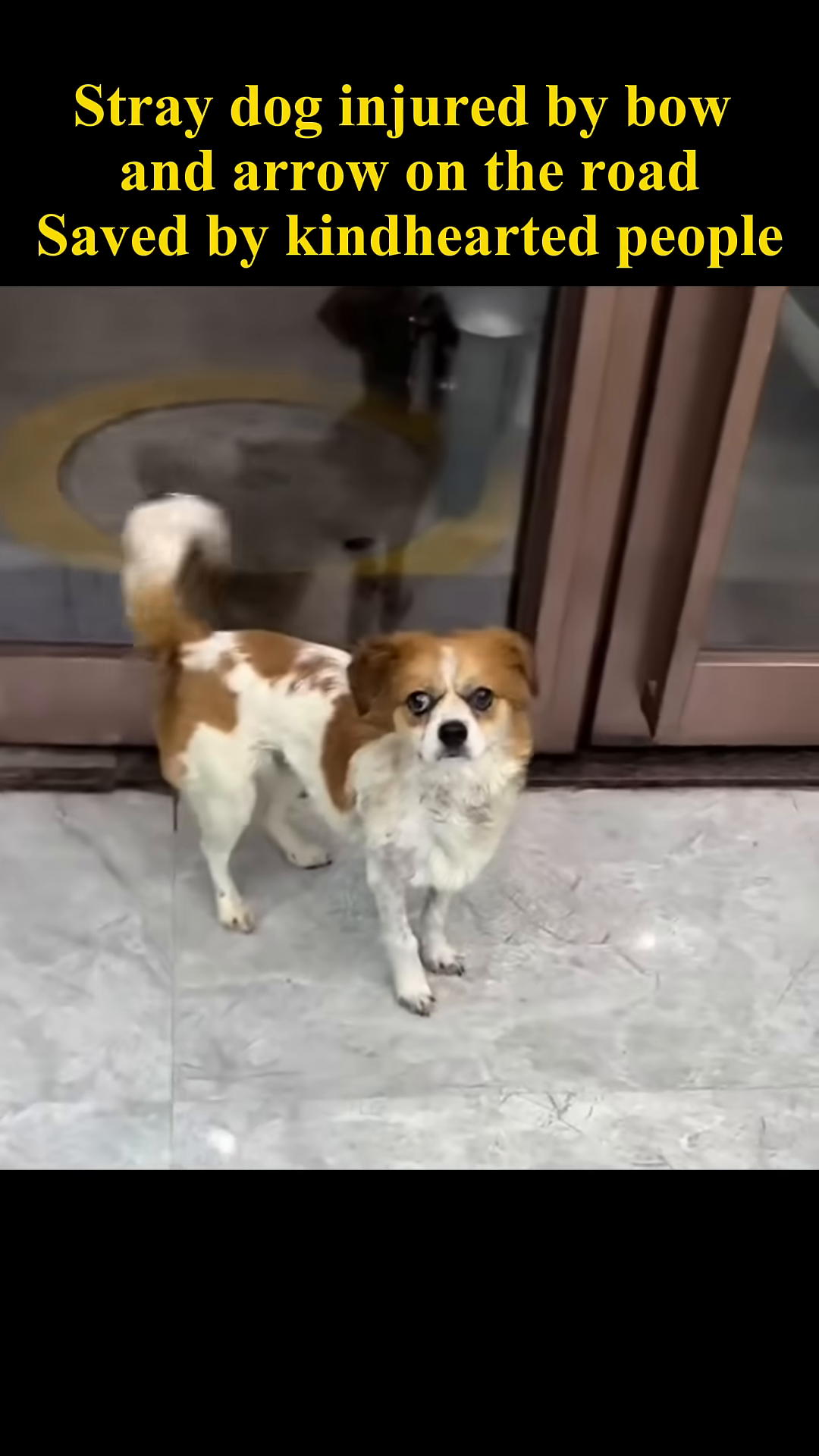 The dog looks directly at the camera with a hopeful expression.