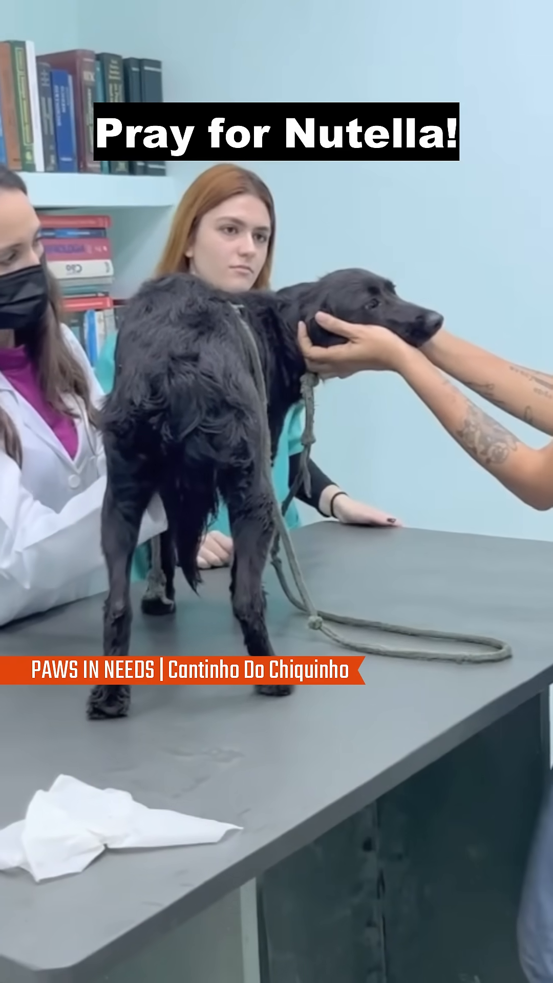Dr. Carol gently examines Nutella's head as another person assists.