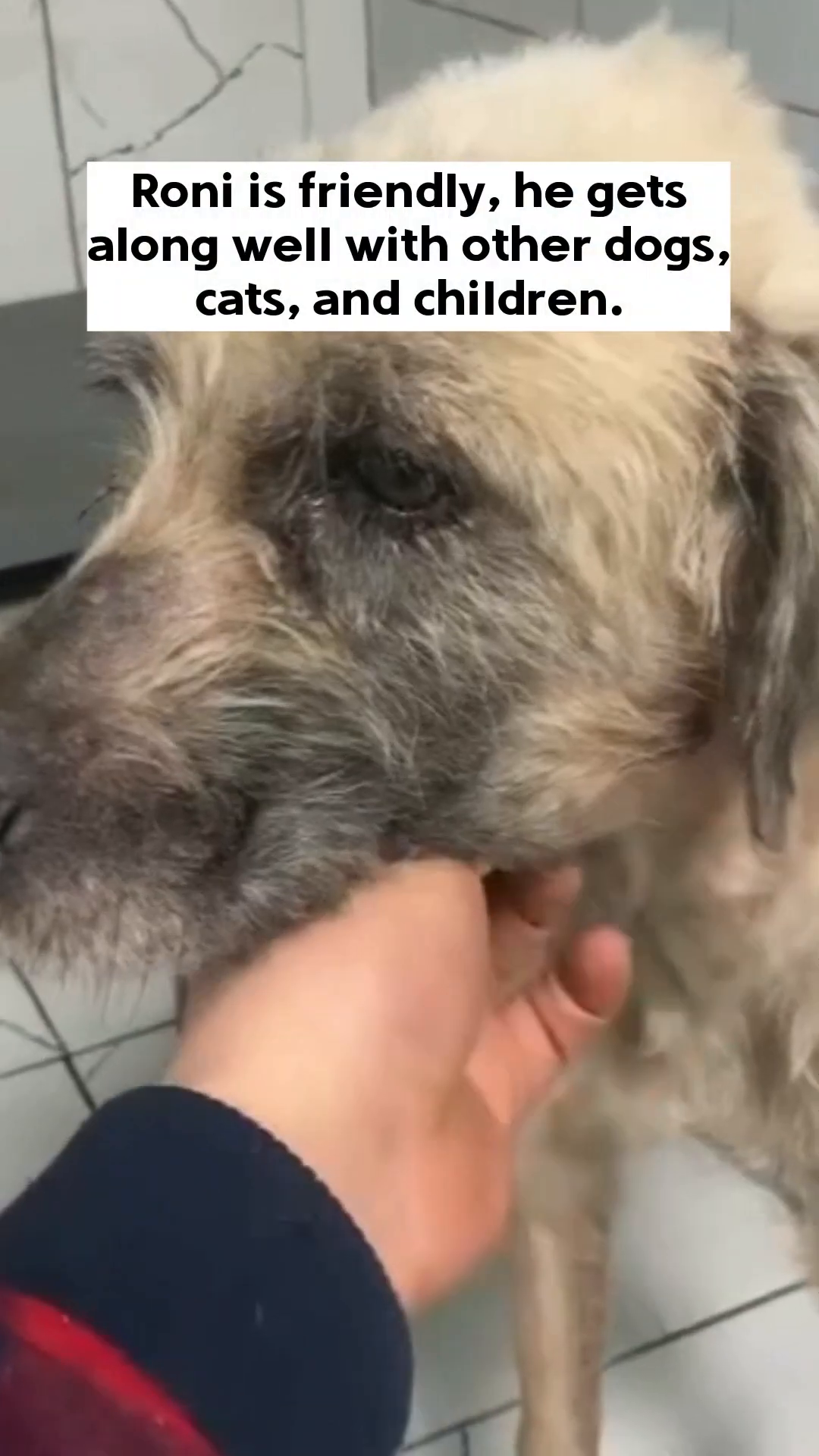 A person gently petting a dog's head, the dog looking trusting and calm.