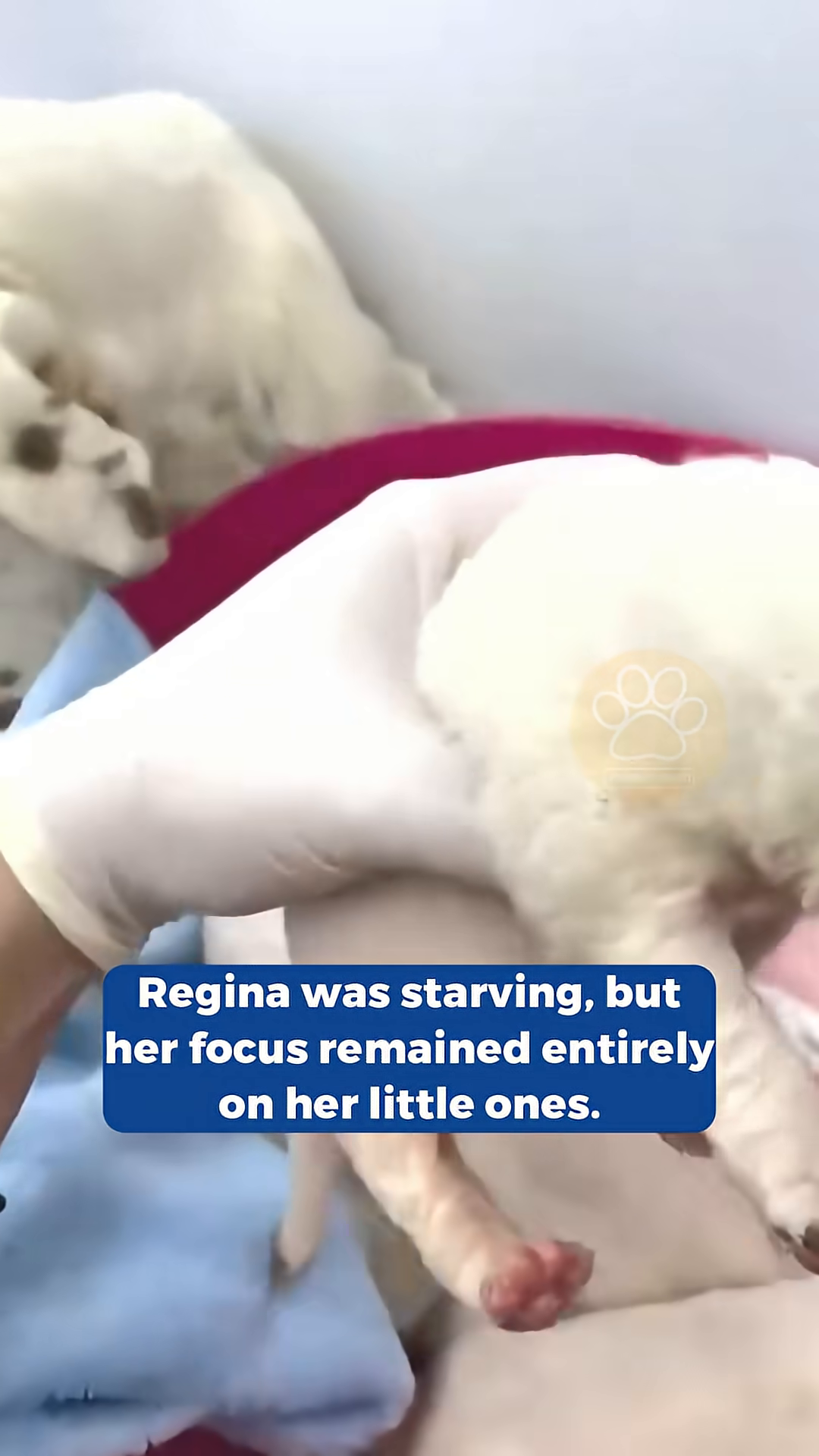 A woman gently holds a puppy while Regina and her other puppies rest nearby, symbolizing a hopeful future.