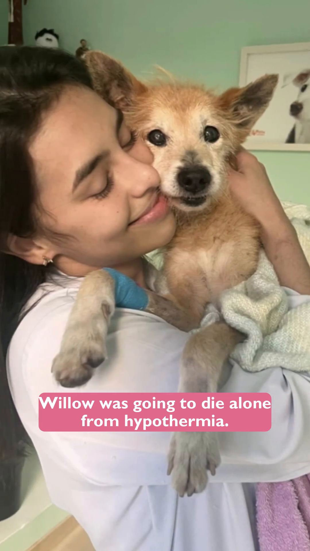 Willow is seen walking on a leash, his body showing signs of recovery, looking more alert.