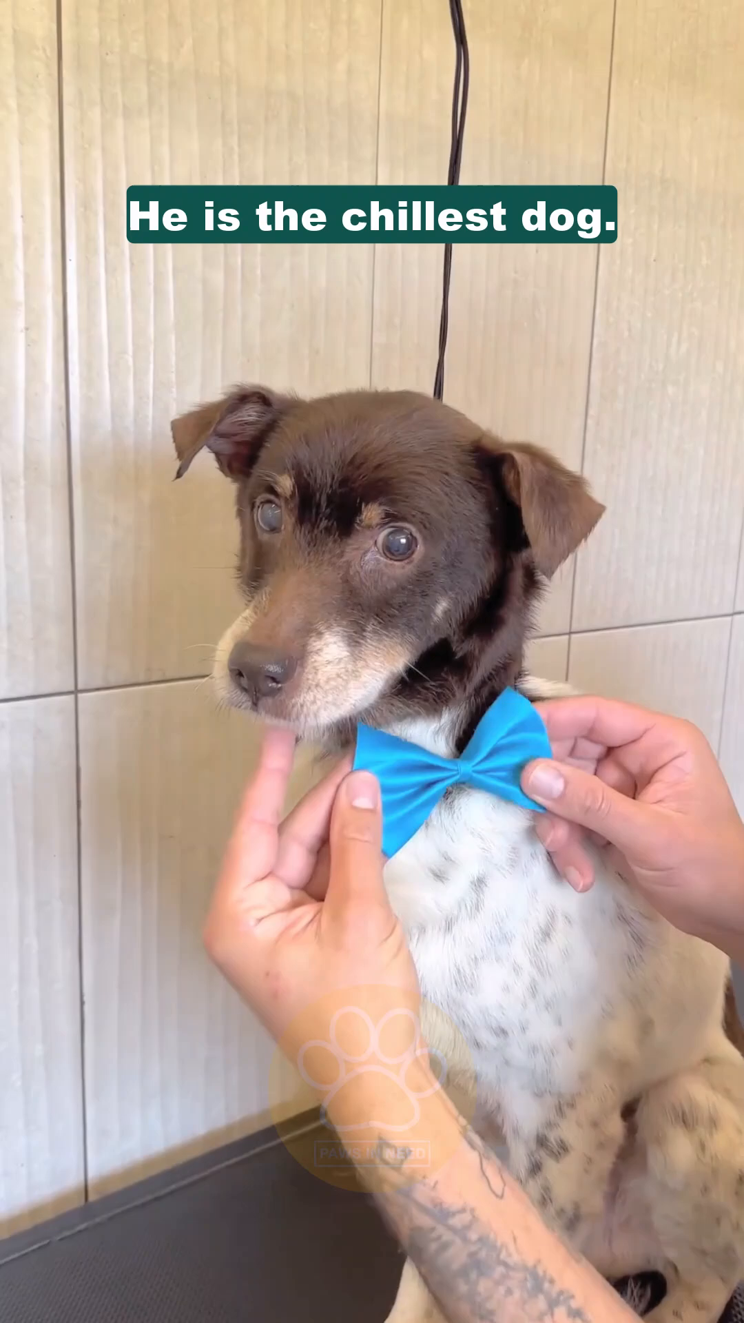 Brownie, wearing a blue bow tie, looks content and healthy, with a gentle expression.