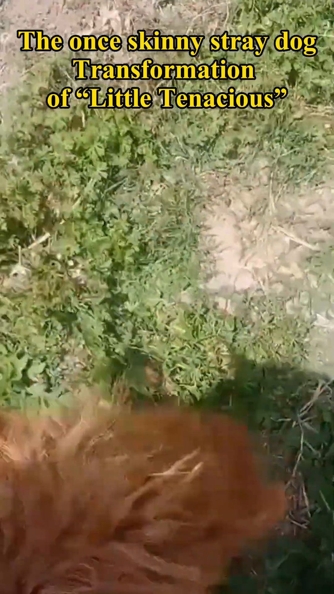 The dog, with a fuller coat and a happy expression, rolling in the grass.