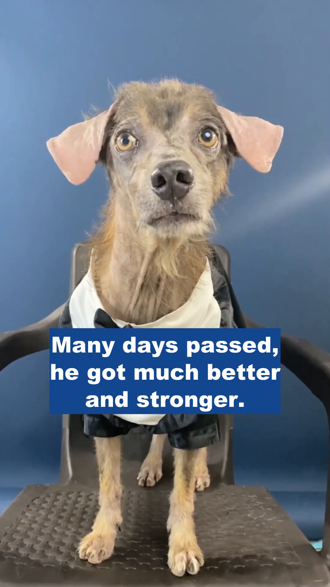 Jaimito, now looking healthier and wearing a tuxedo, sits on a chair.