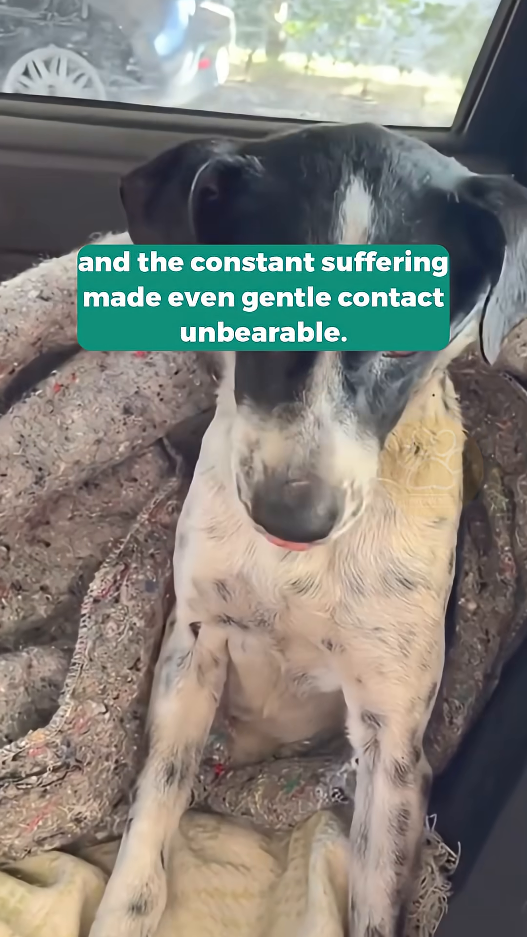 The dog is now eating from a bowl, looking more comfortable and cared for, with a soft blanket underneath.