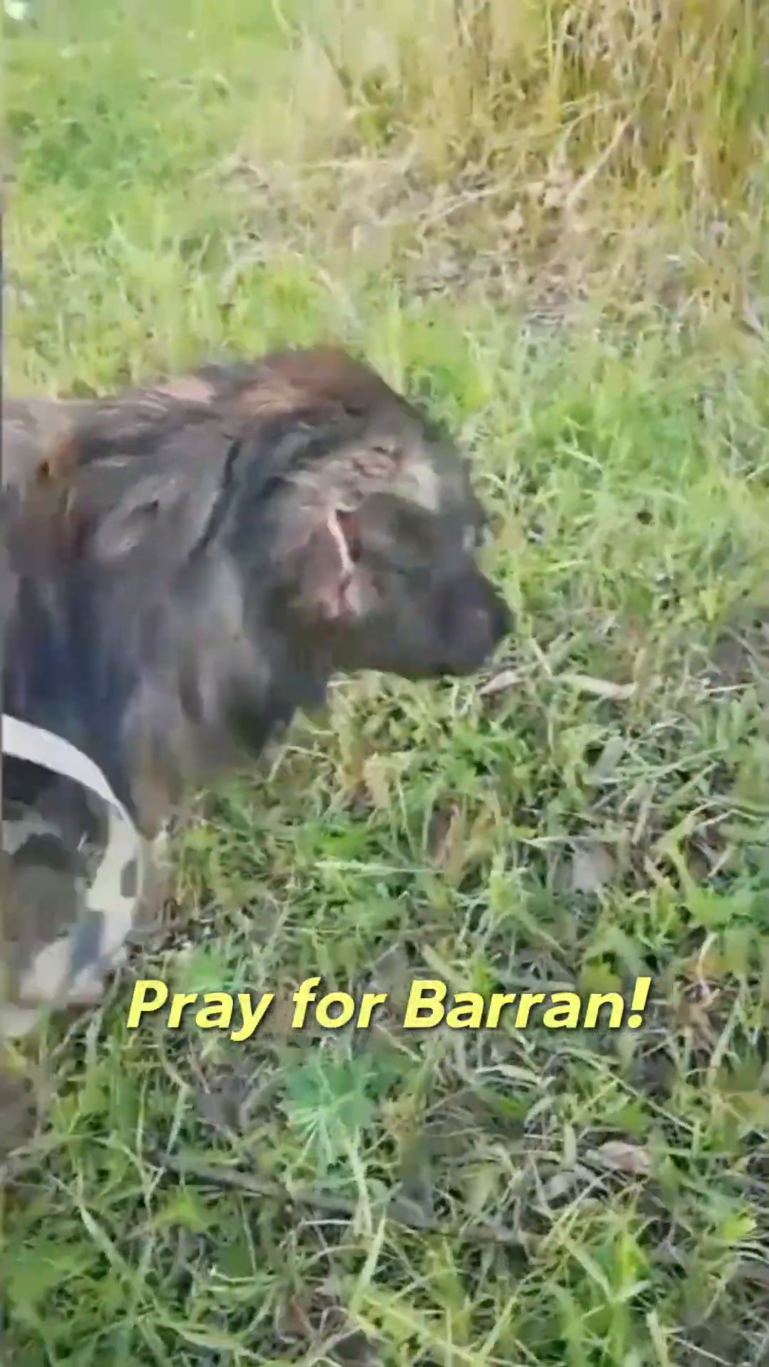 Barran walking on a leash in a grassy field, looking alert and content.
