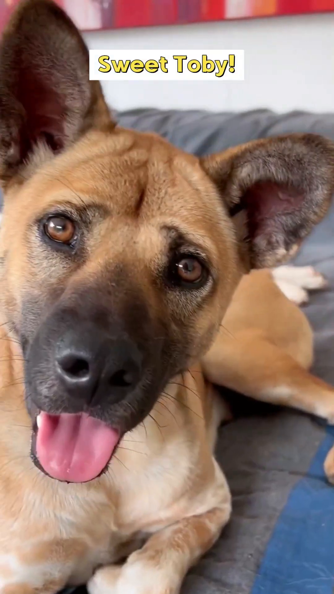 A close-up of Toby's face, looking directly at the camera with bright eyes and a happy, panting expression, his ears perked.