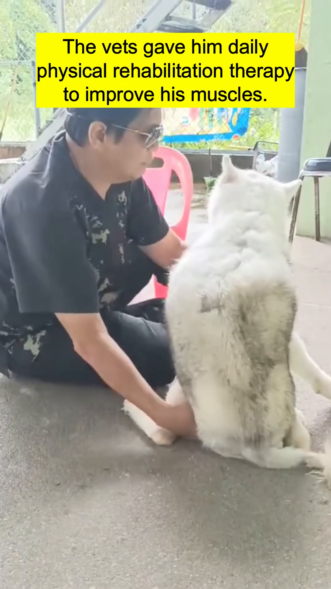 A person gently massaging the hind legs of the dog.