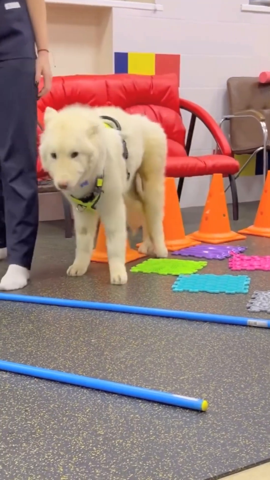 A white dog navigating an obstacle course with colorful mats.