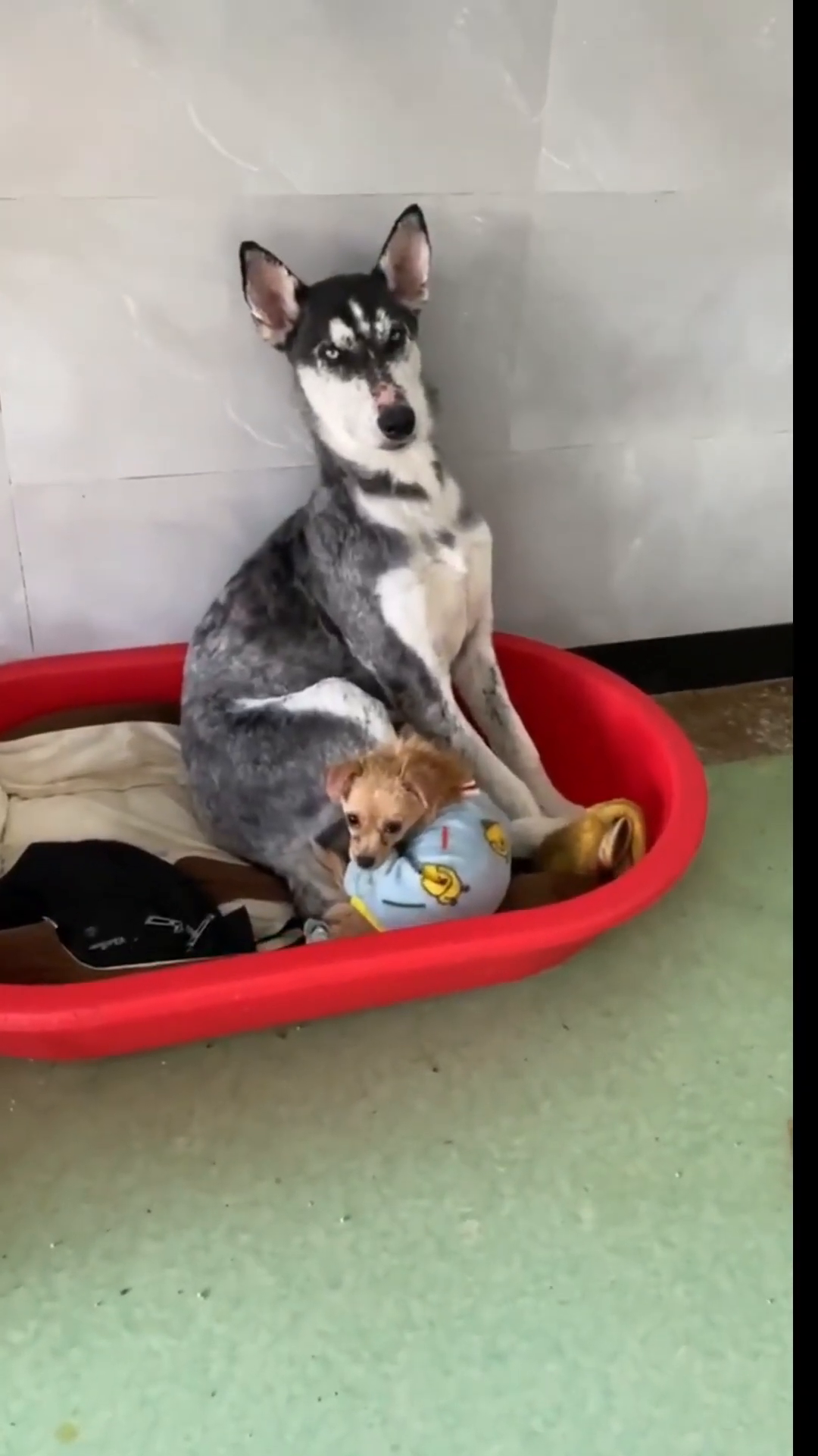 The recovered dog sitting in a red bed, cuddling with a small puppy.