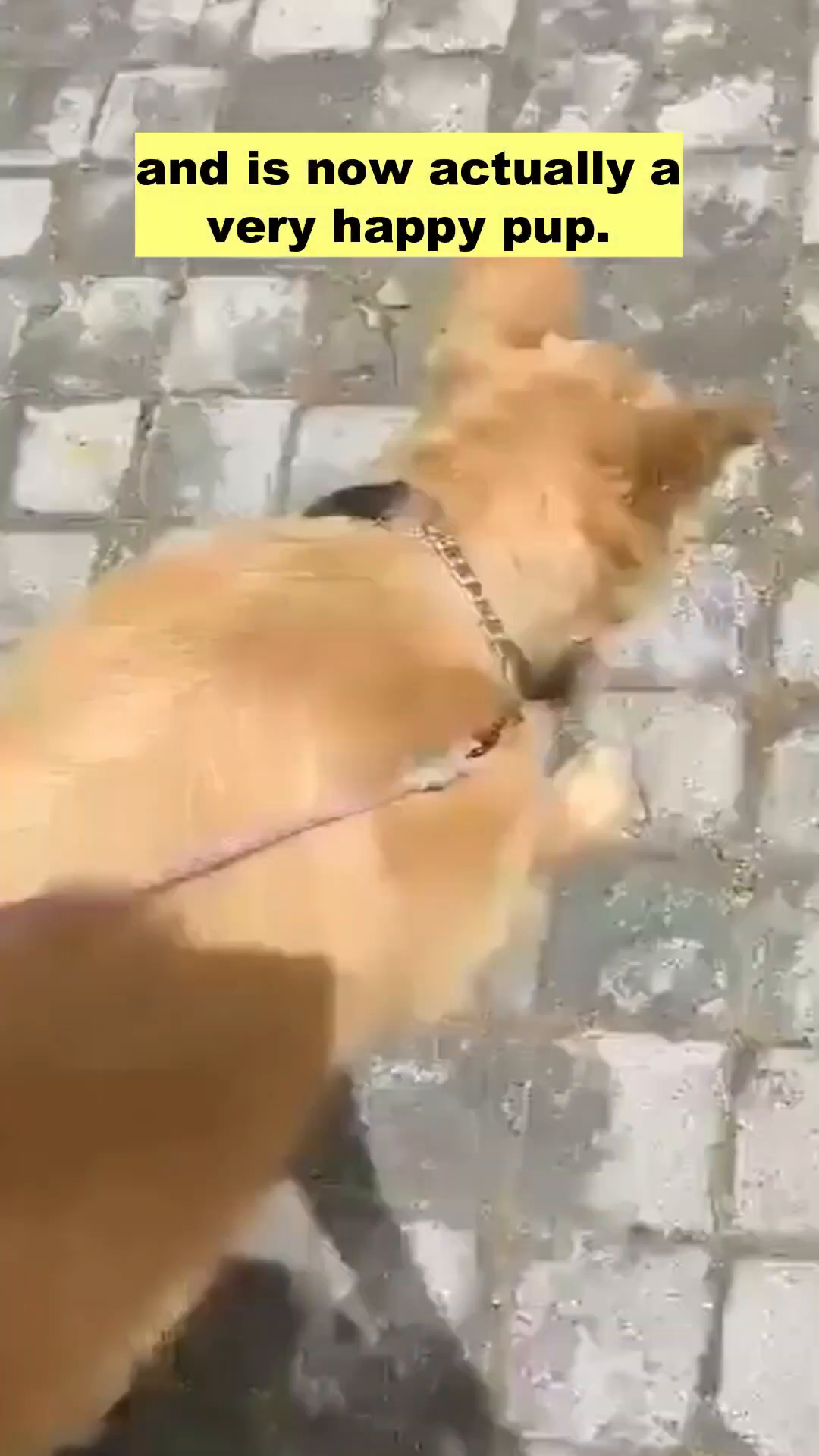 Bruno walking happily on a leash, his tail wagging, looking much healthier.