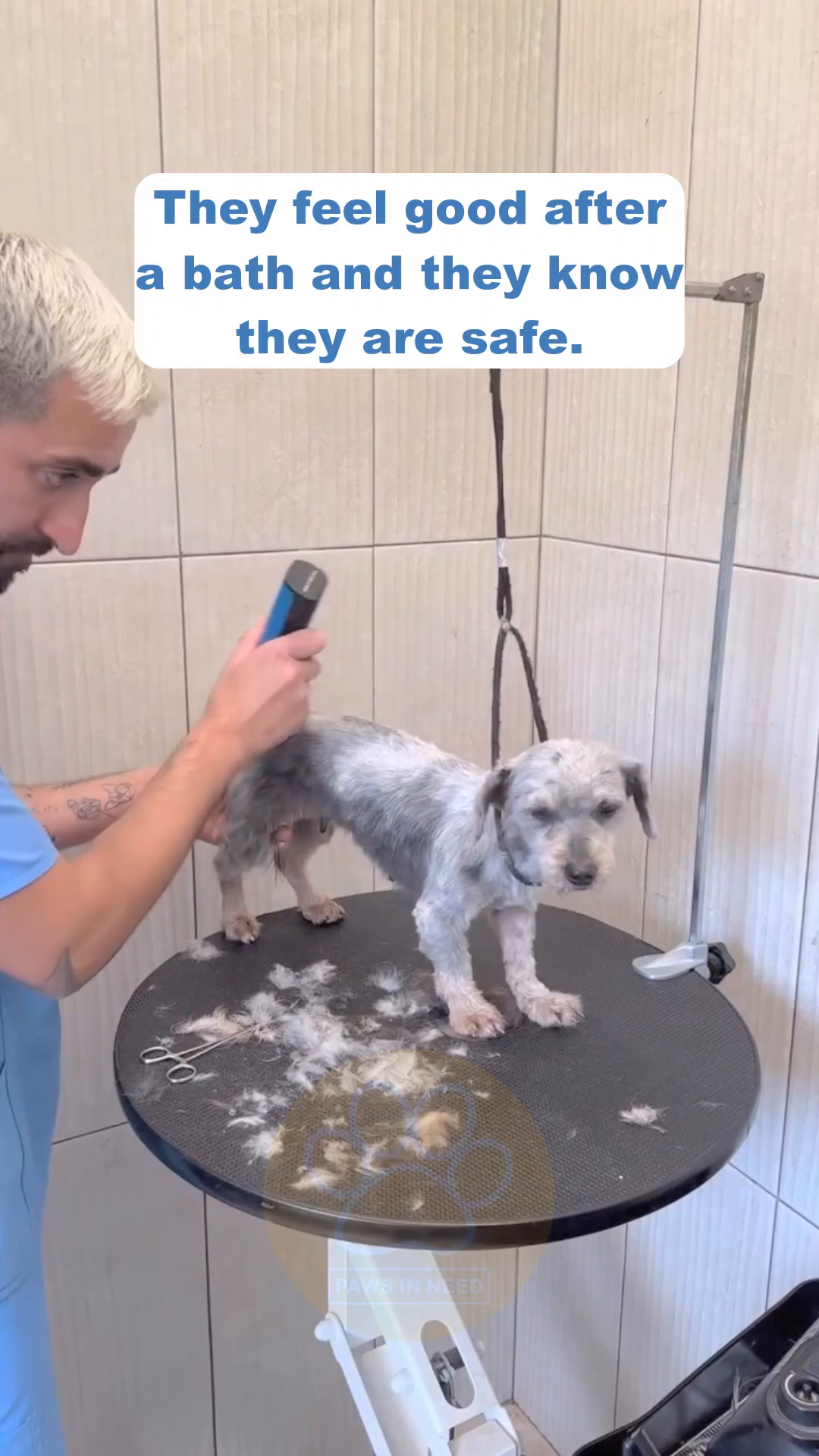 A person is gently holding a clean, groomed dog, which looks relaxed and happy.