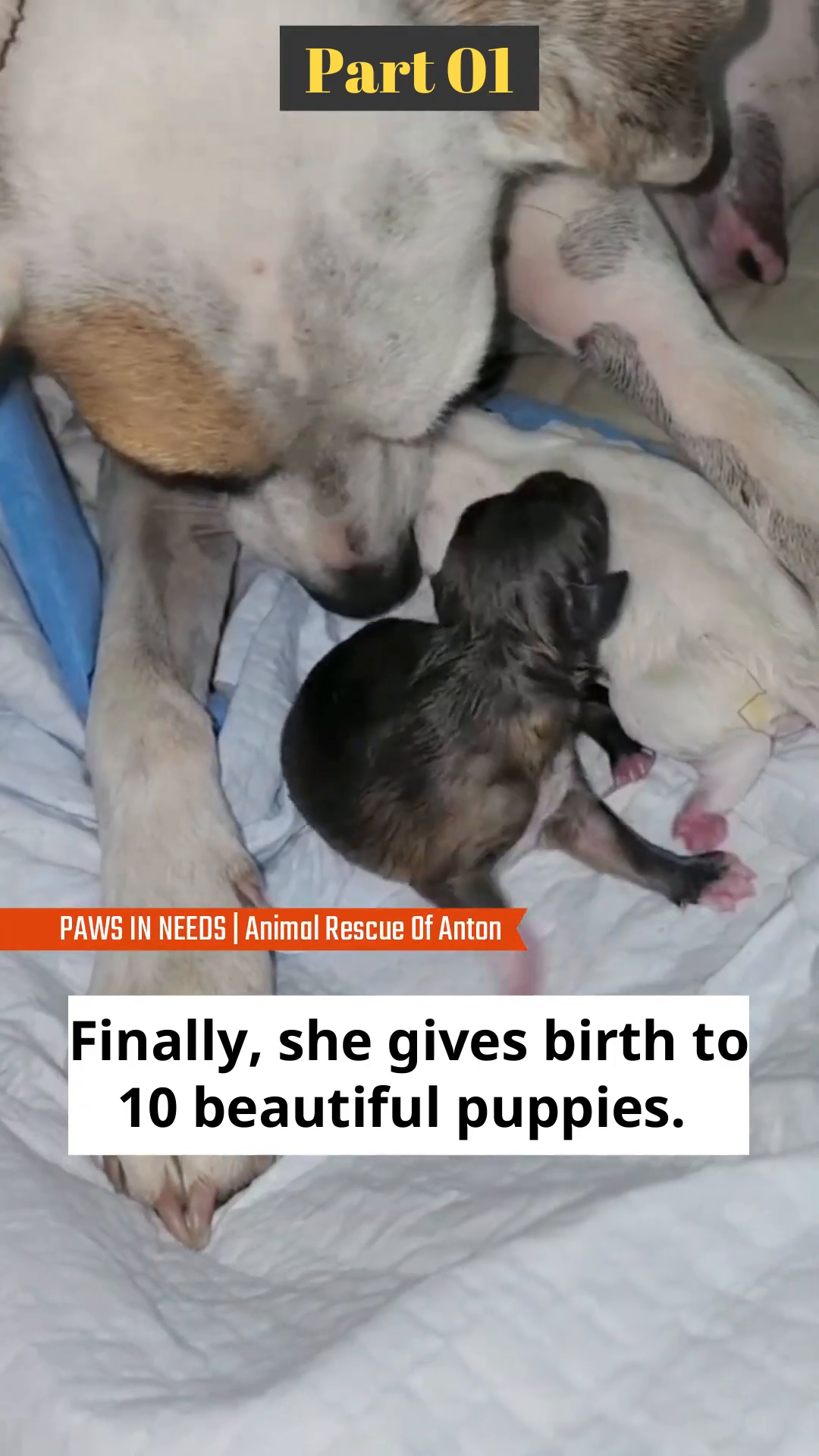 A mother dog nuzzles a tiny newborn puppy.