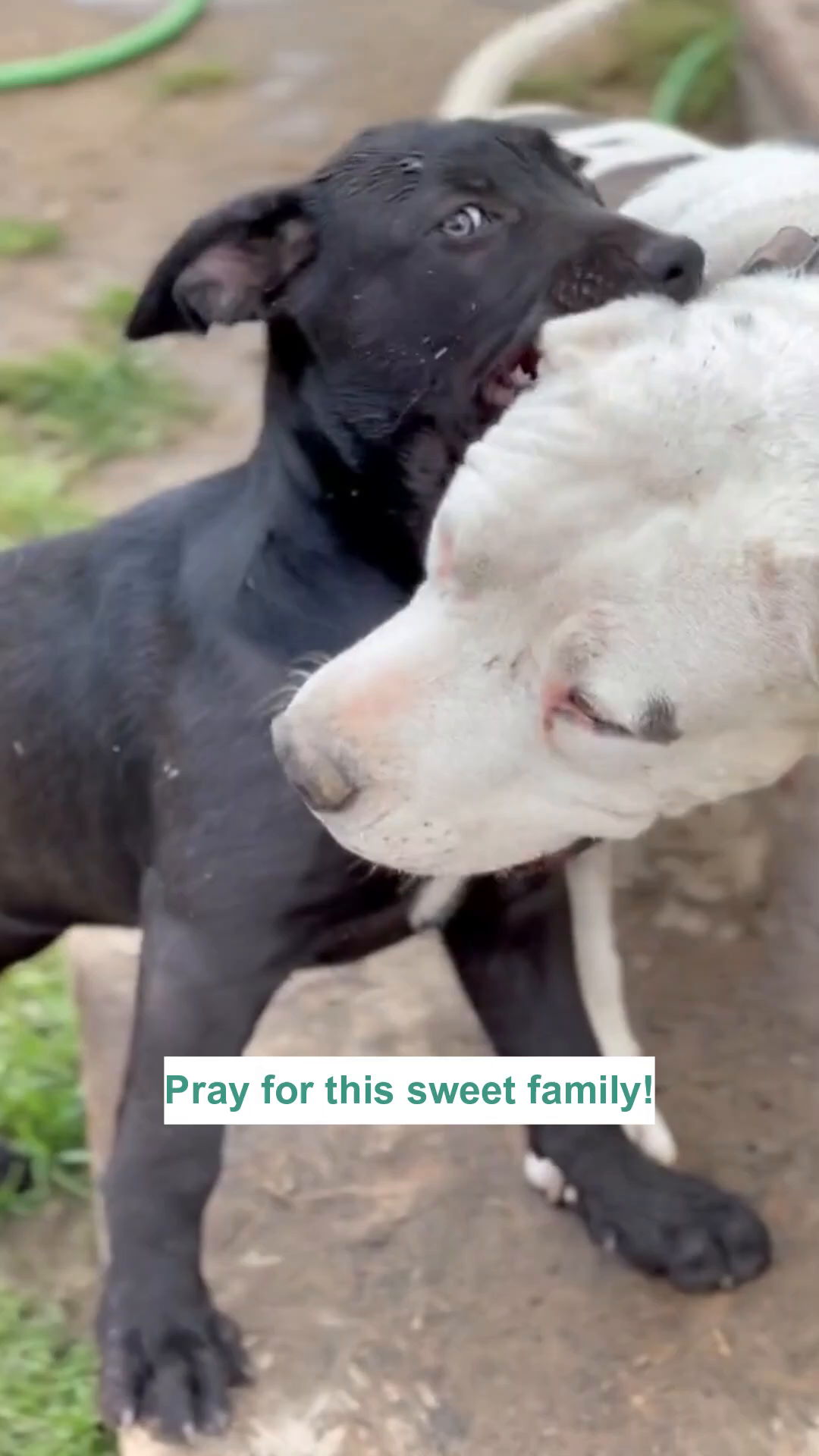 A playful puppy nuzzles Momma Mae, showcasing their bond.