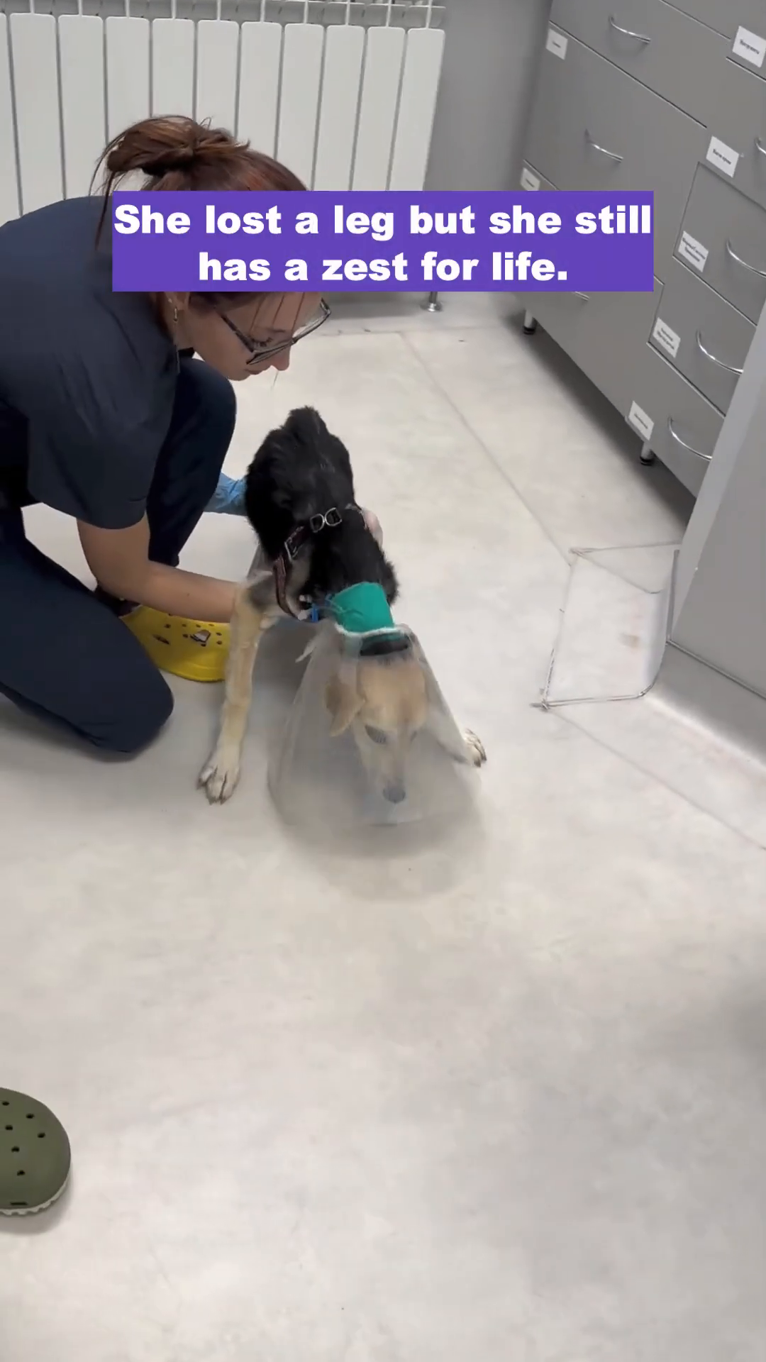 A veterinarian gently interacts with Riga, showing care and affection.