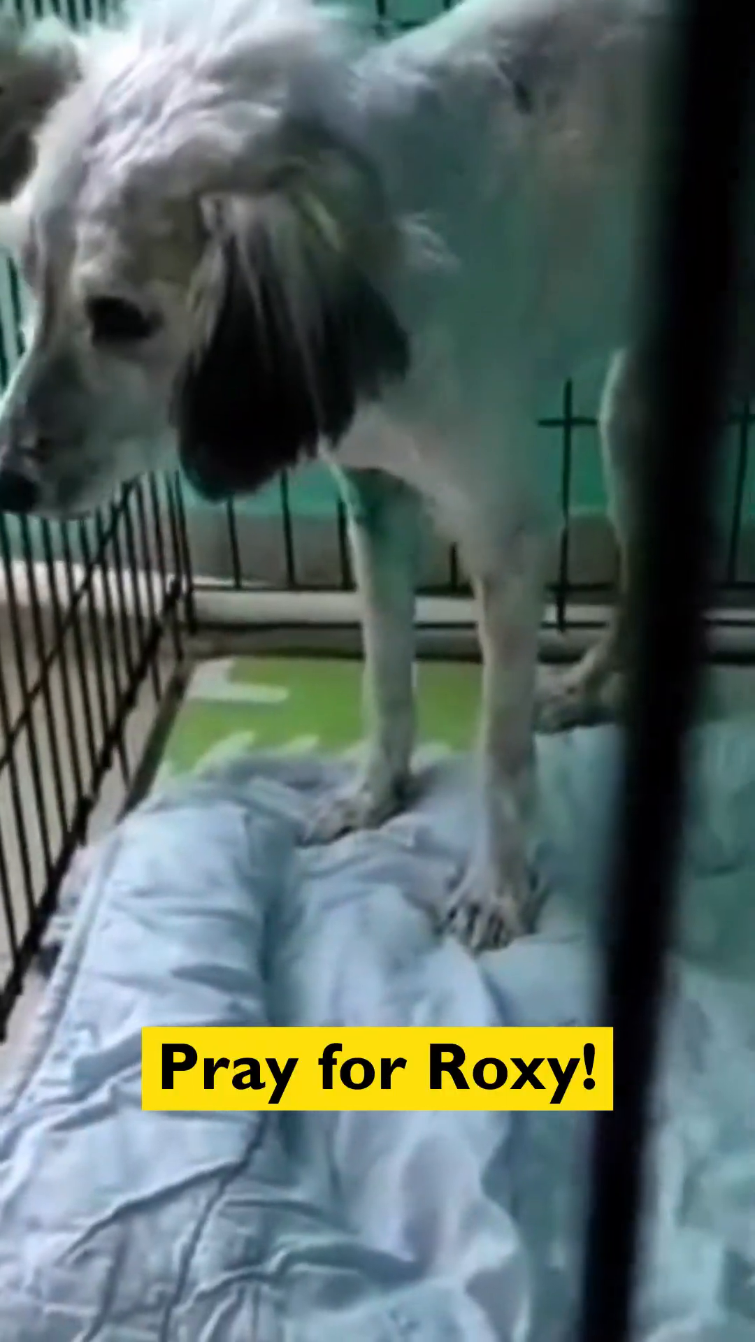 Roxy stands in her cage, looking towards a hopeful future.
