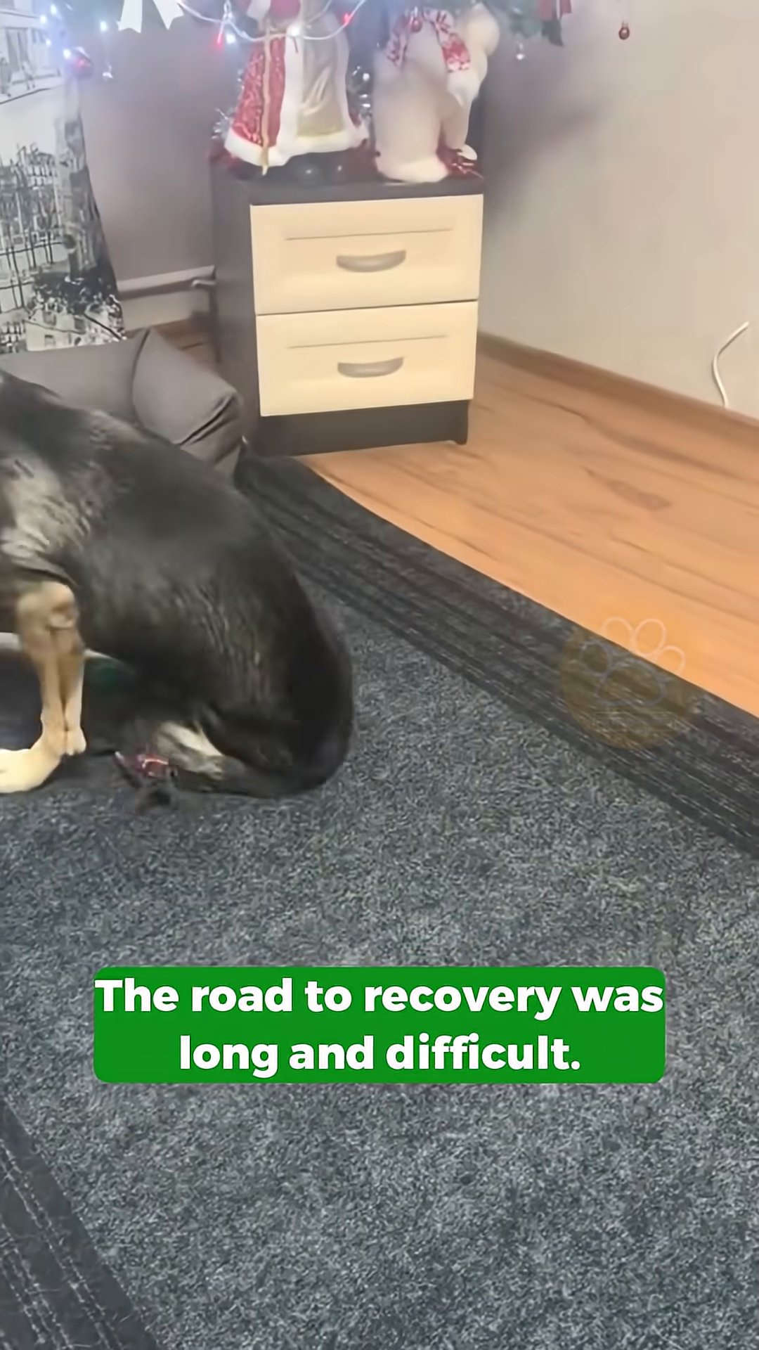 A happy-looking dog with its tail wagging, being petted by a person, symbolizing recovery and joy.