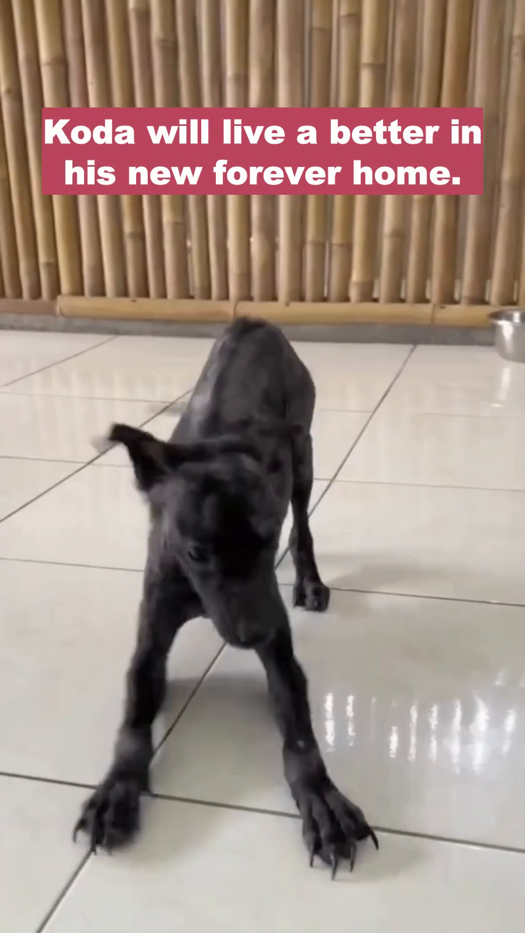 Koda playing and stretching in a bright room, looking much healthier and happier.