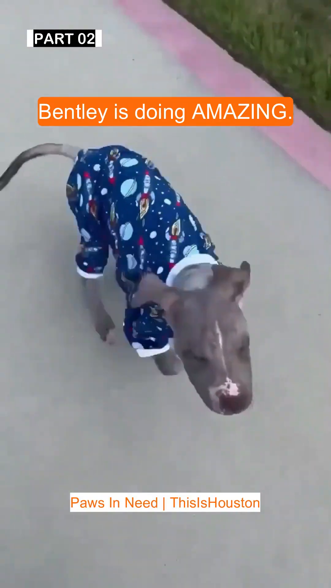 Bentley, wearing a space-themed pajama, walks confidently outdoors, looking alert and healthy.