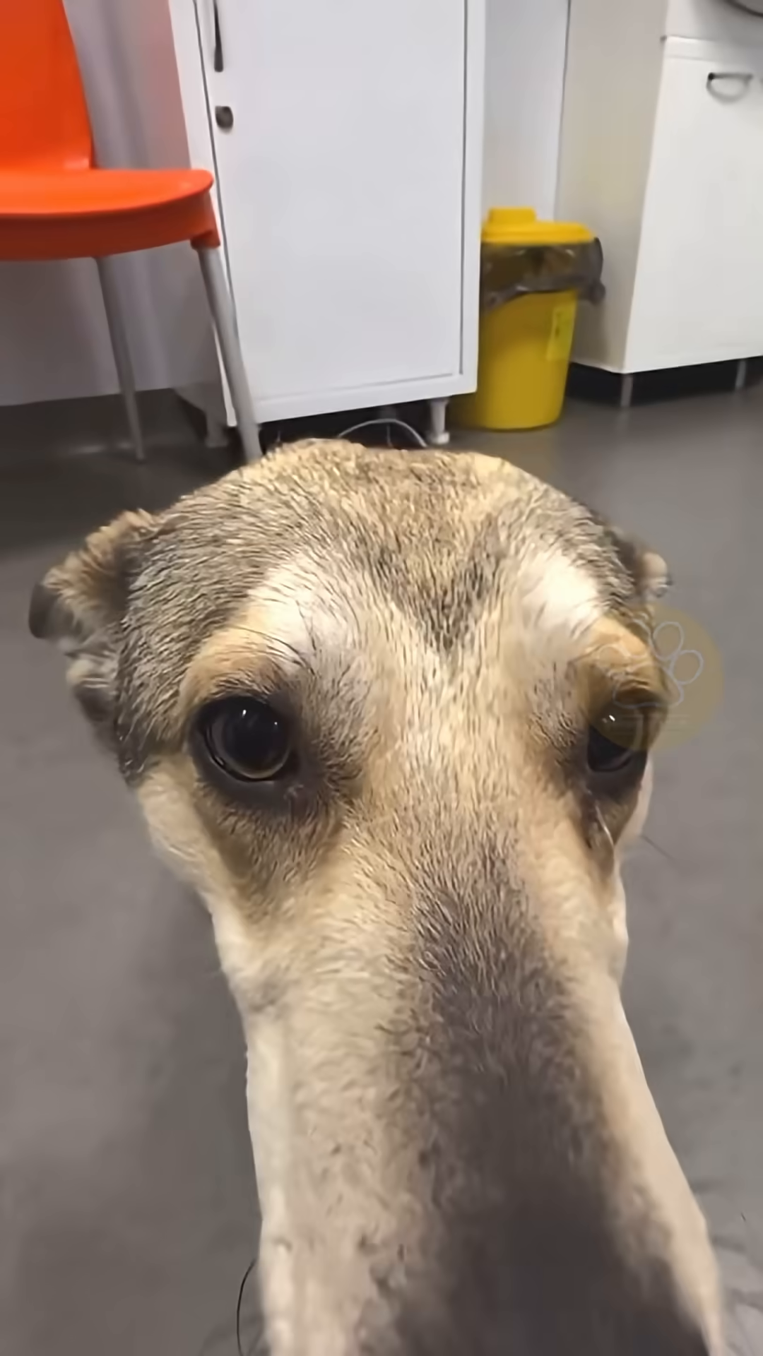 George looking directly at the camera with bright, hopeful eyes.