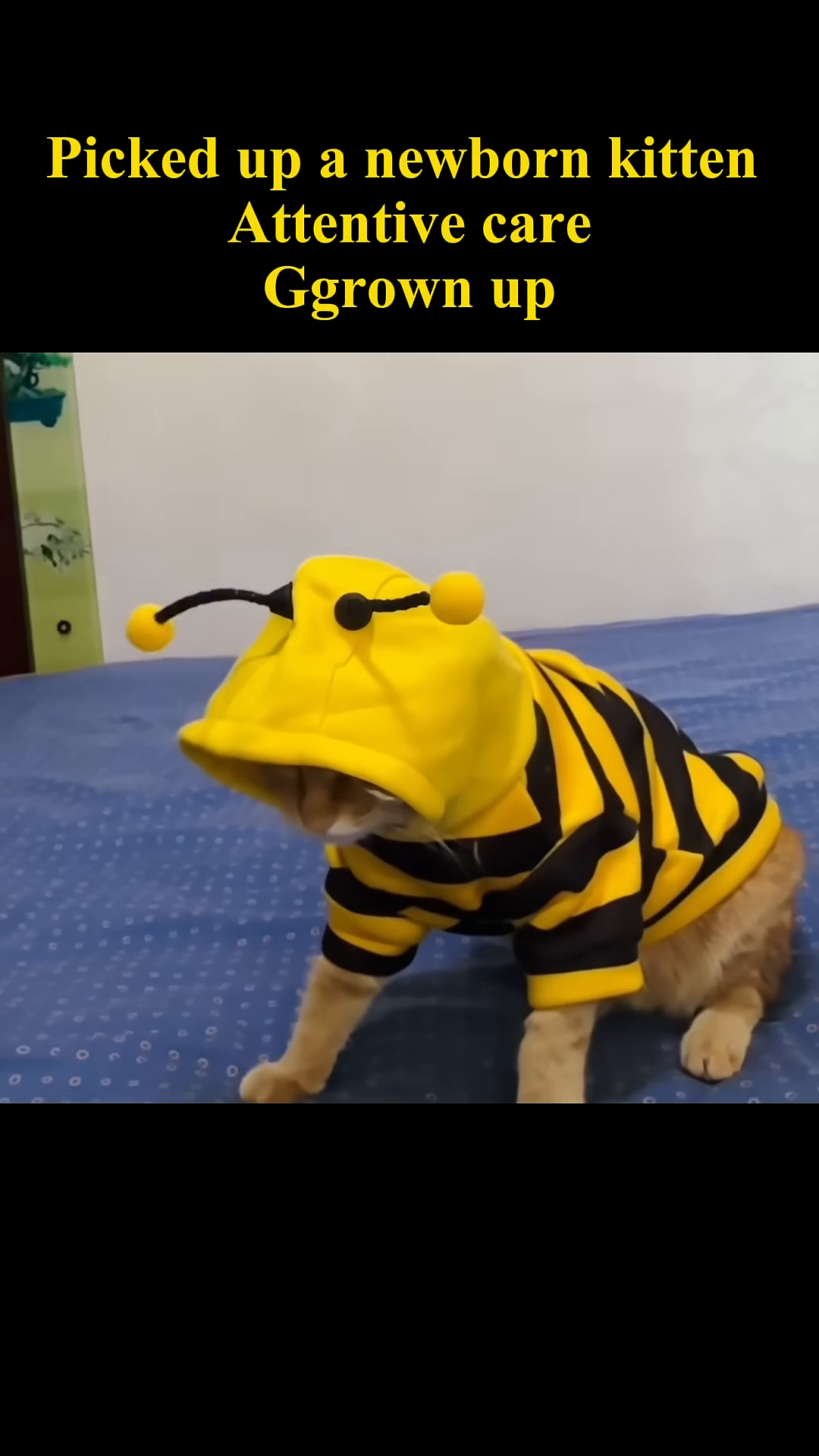 A ginger cat wearing a bee costume looks directly at the camera with wide, expressive eyes.
