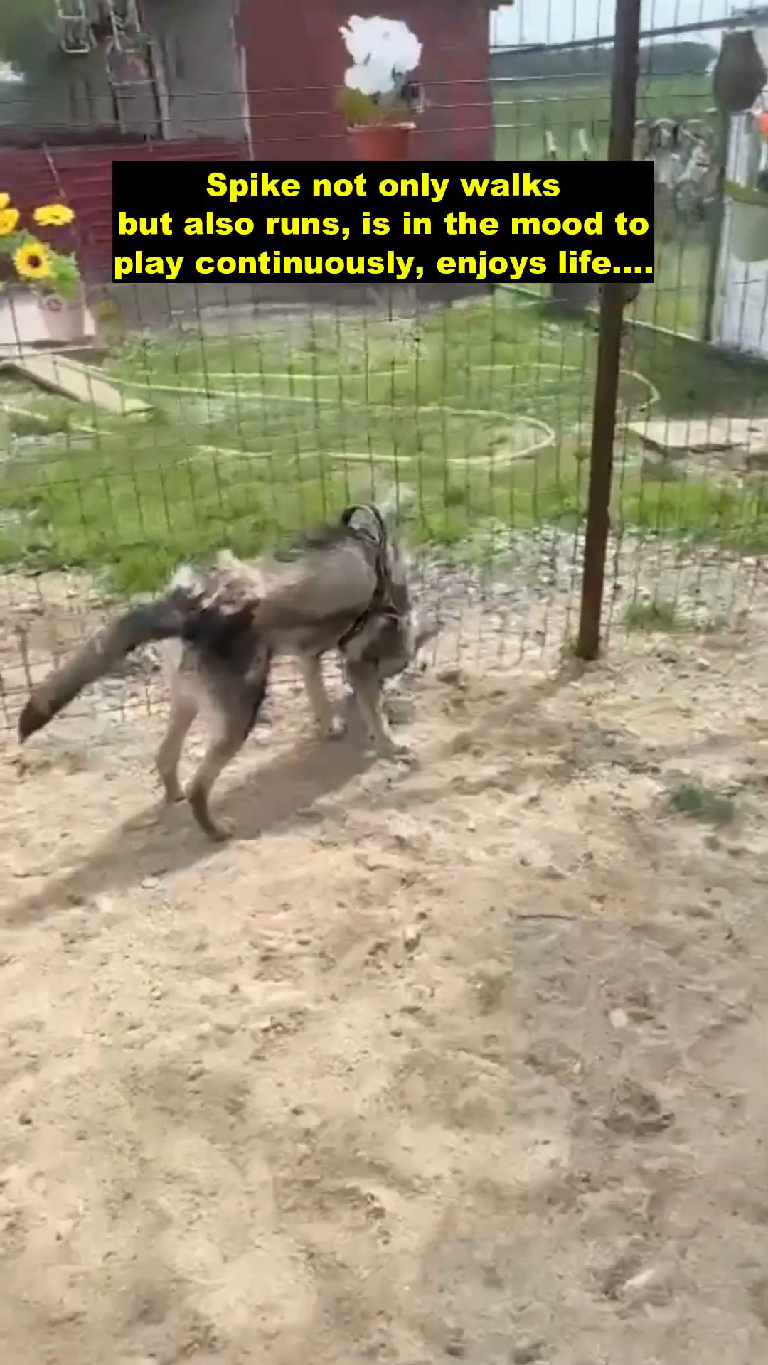 Spike running and playing in an outdoor area with other dogs.
