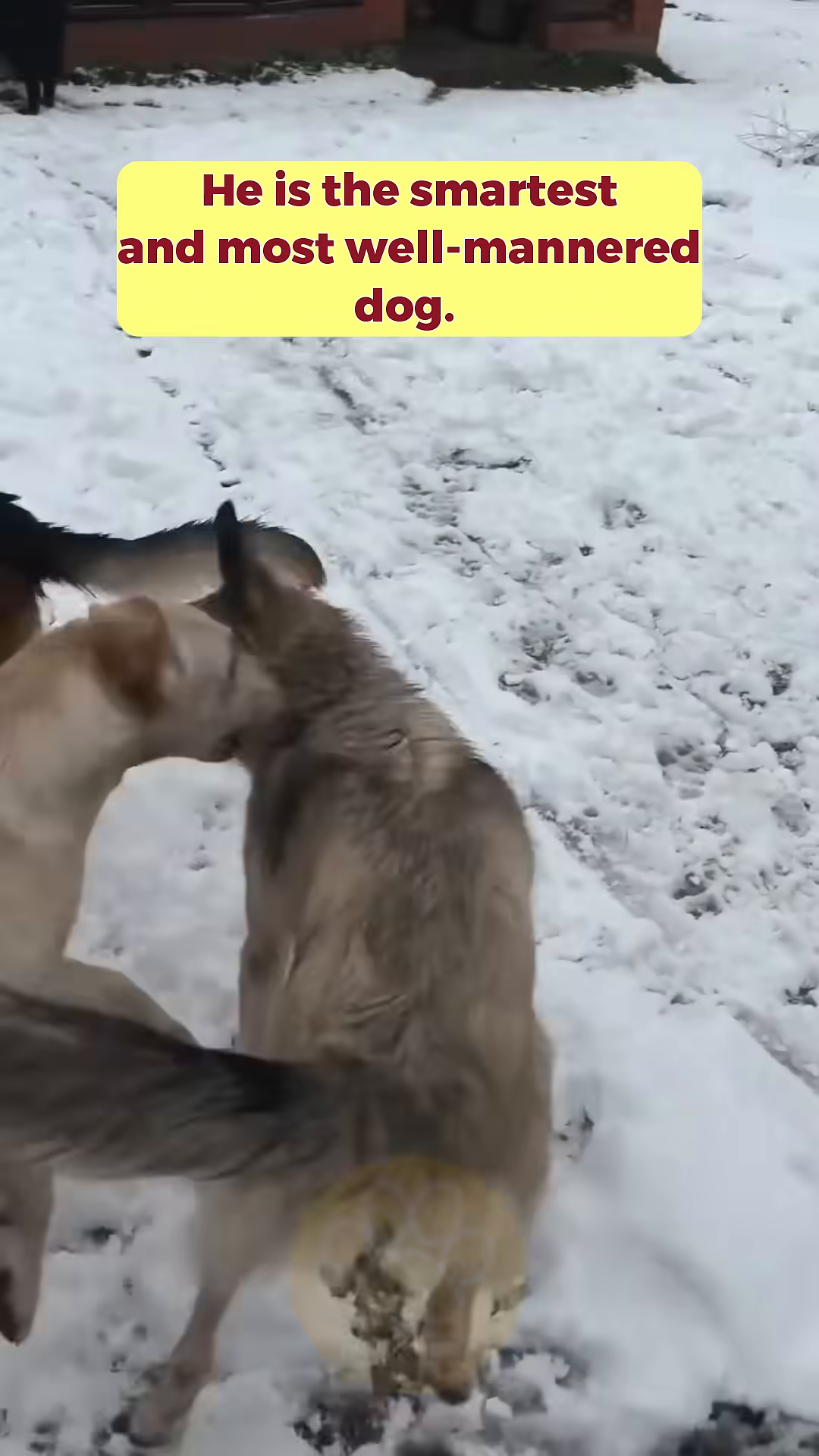 Jacky playing happily with other dogs in the snow.