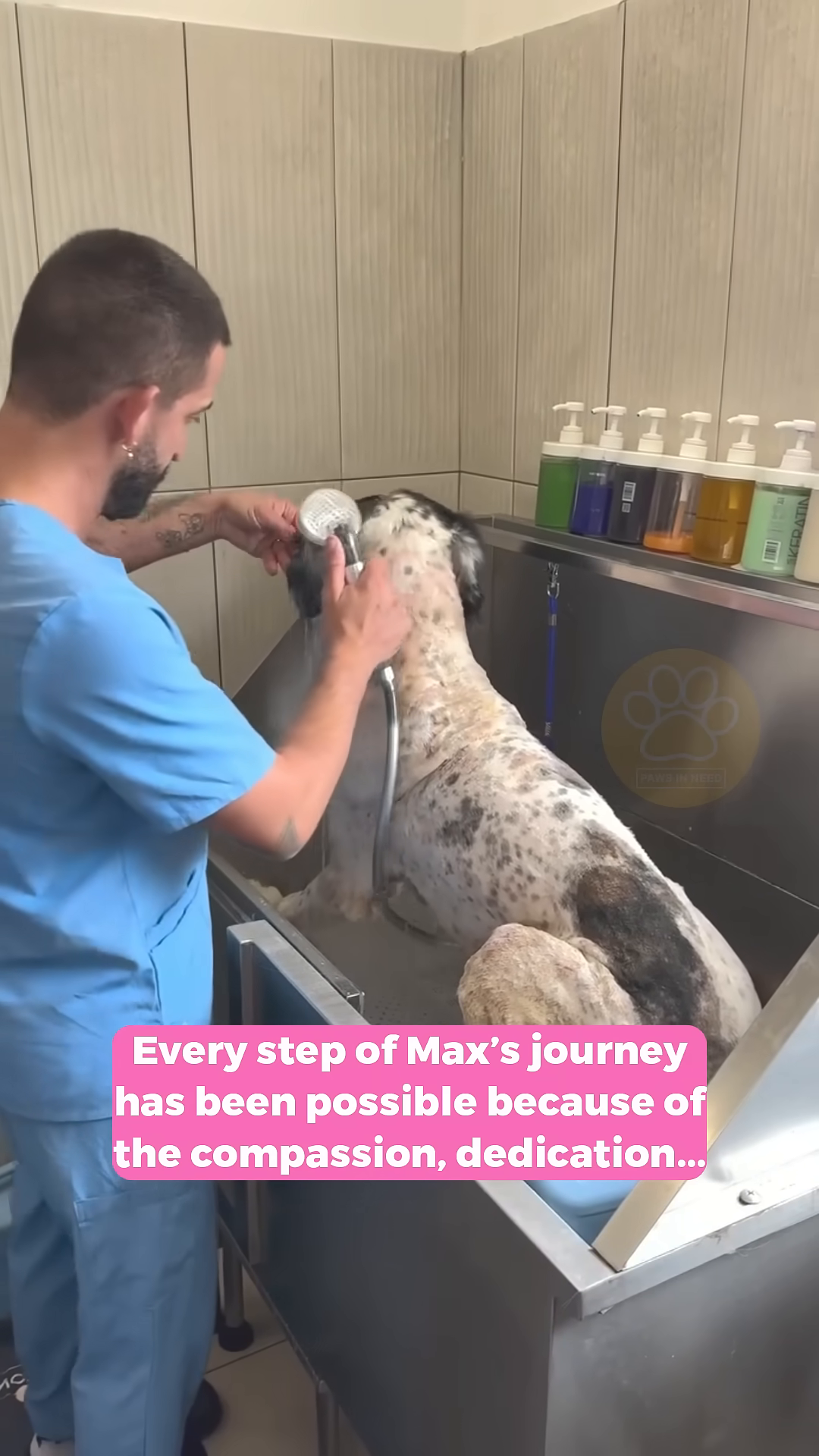 A dog, now clean and healthy, looking happy and loved.