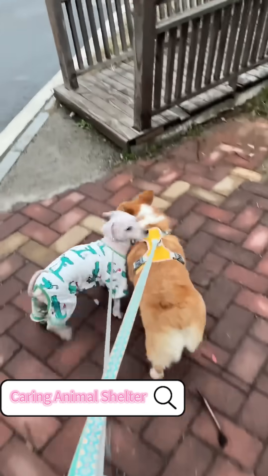 The rescued dog and the corgi walk together, showing their new bond.