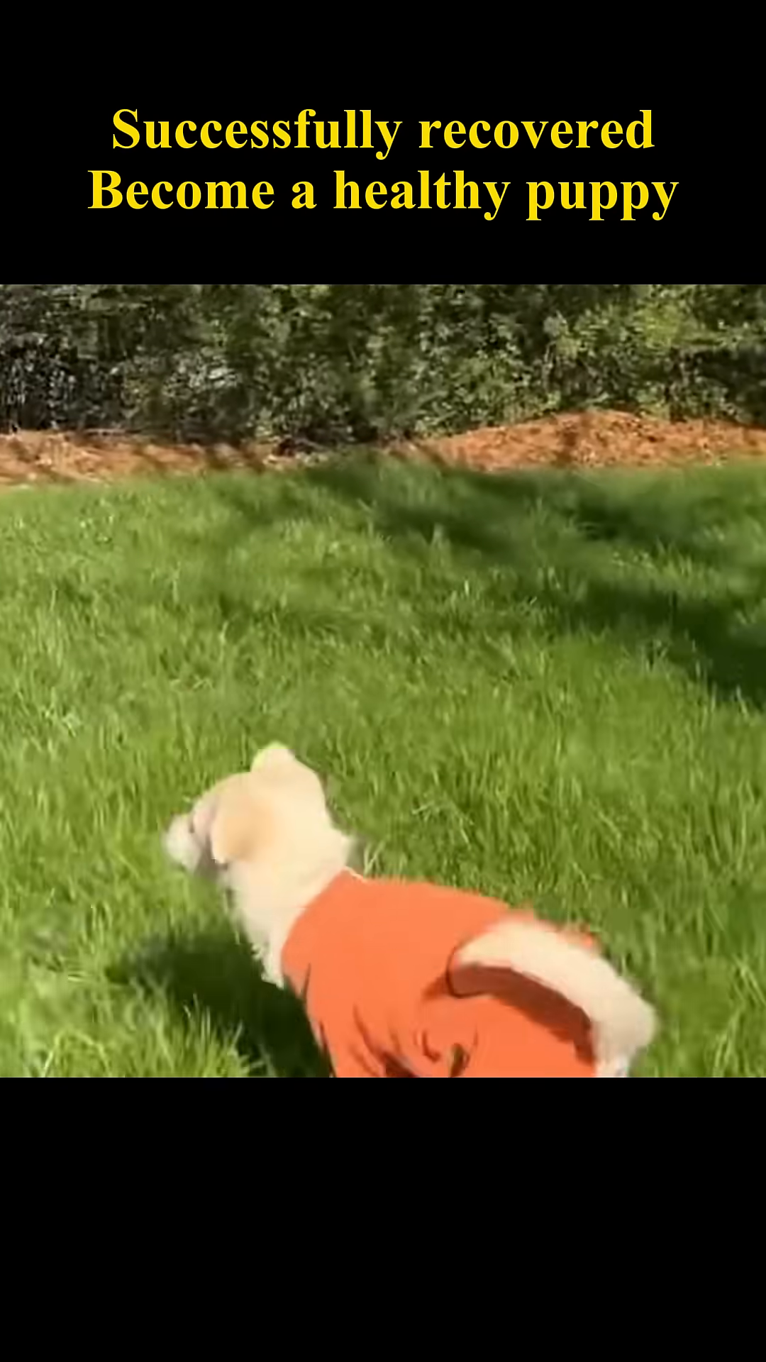 A small white puppy wearing an orange outfit runs happily on green grass.