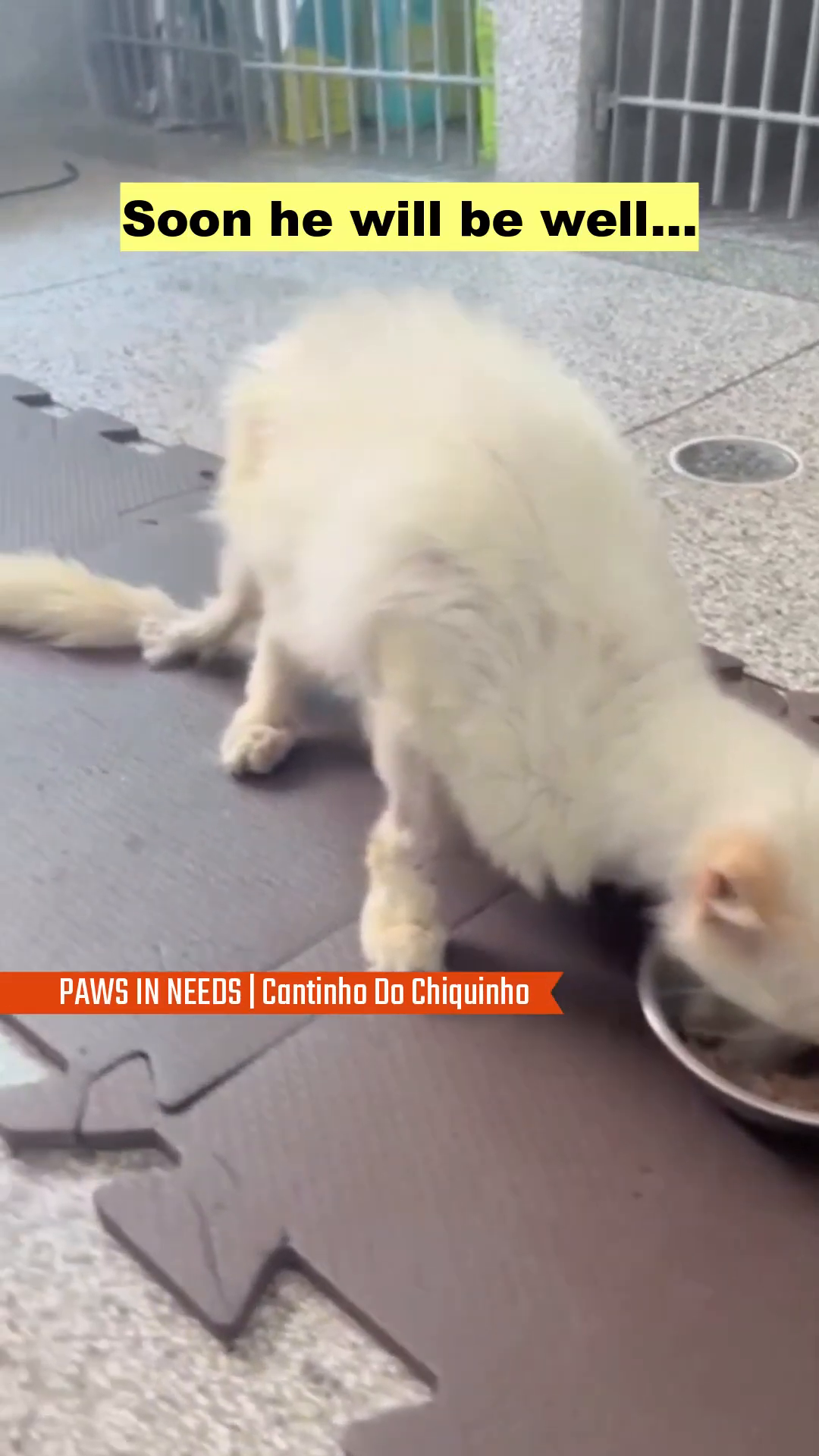 The kitten, looking healthier, eats from a bowl, with a hopeful future ahead.