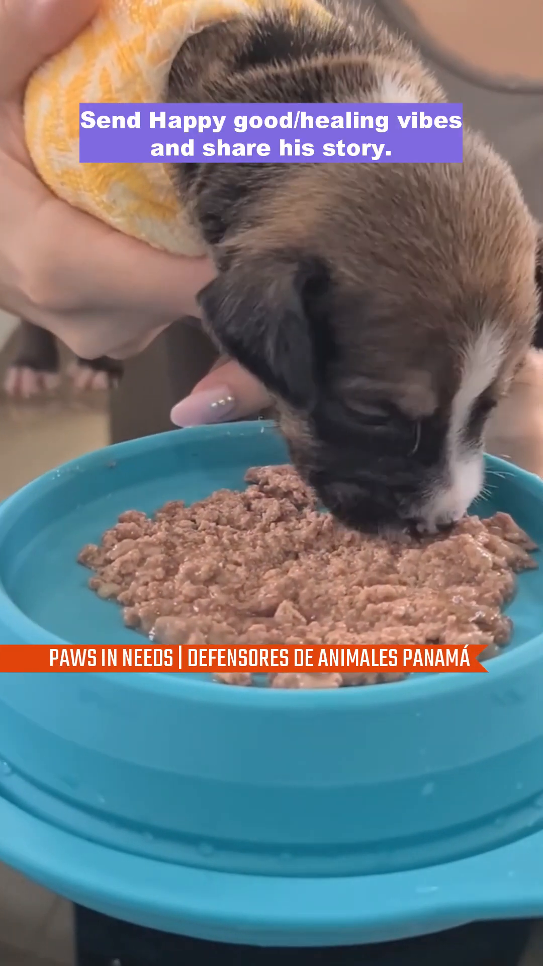 A close-up of a tiny puppy eating from a bowl, with text overlay encouraging support.