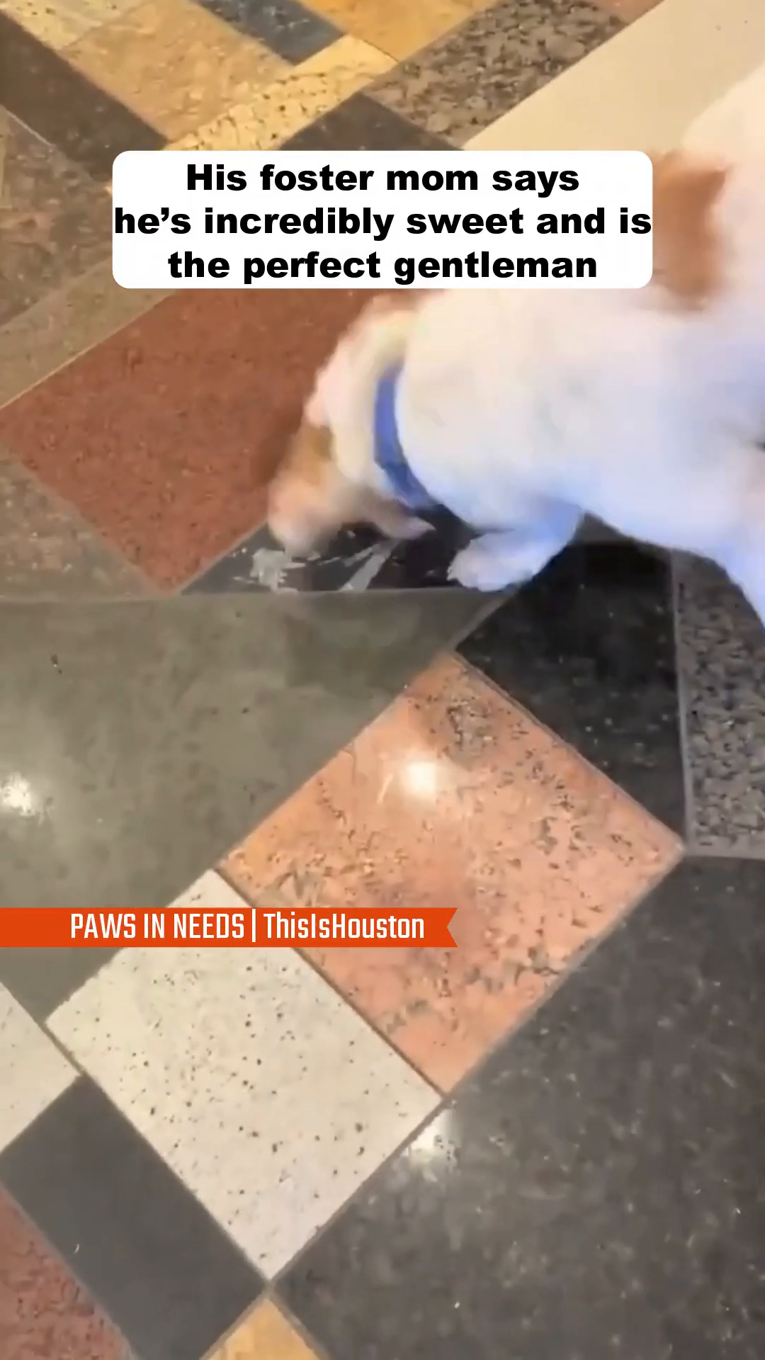 A dog walking on a tiled floor, with its foster mother nearby.