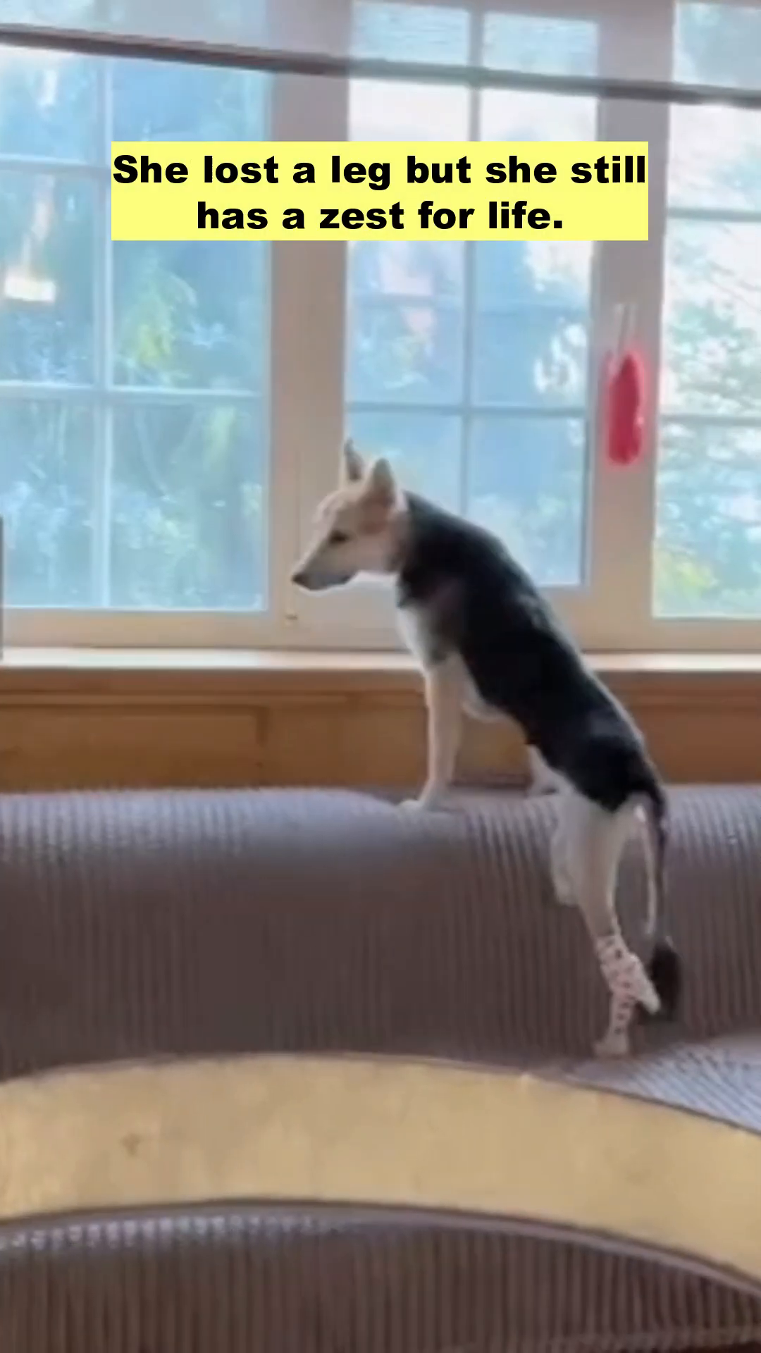 A dog looking out a window, appearing healthy and curious.