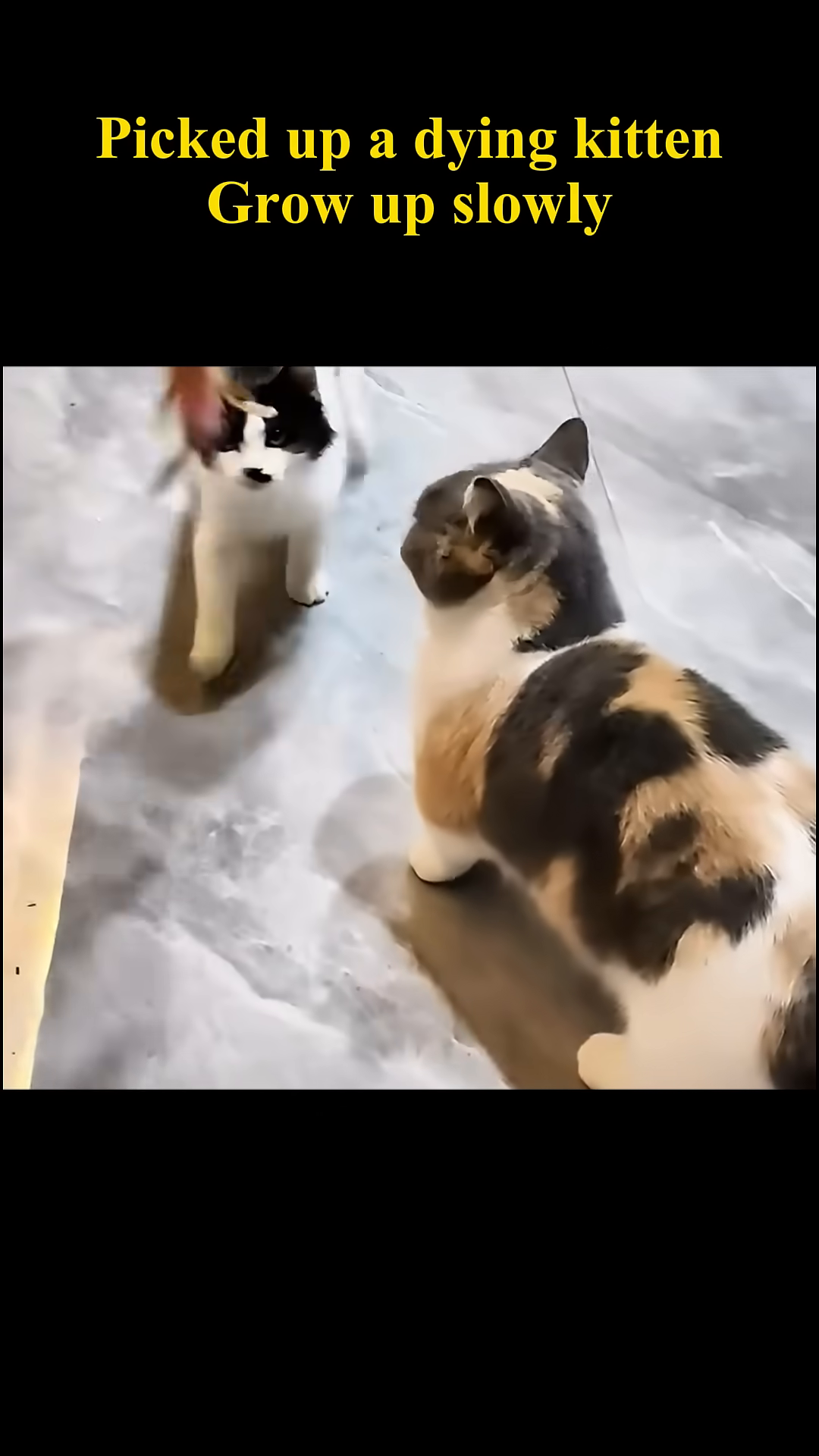 Two kittens, one black and white and the other calico, interacting playfully.