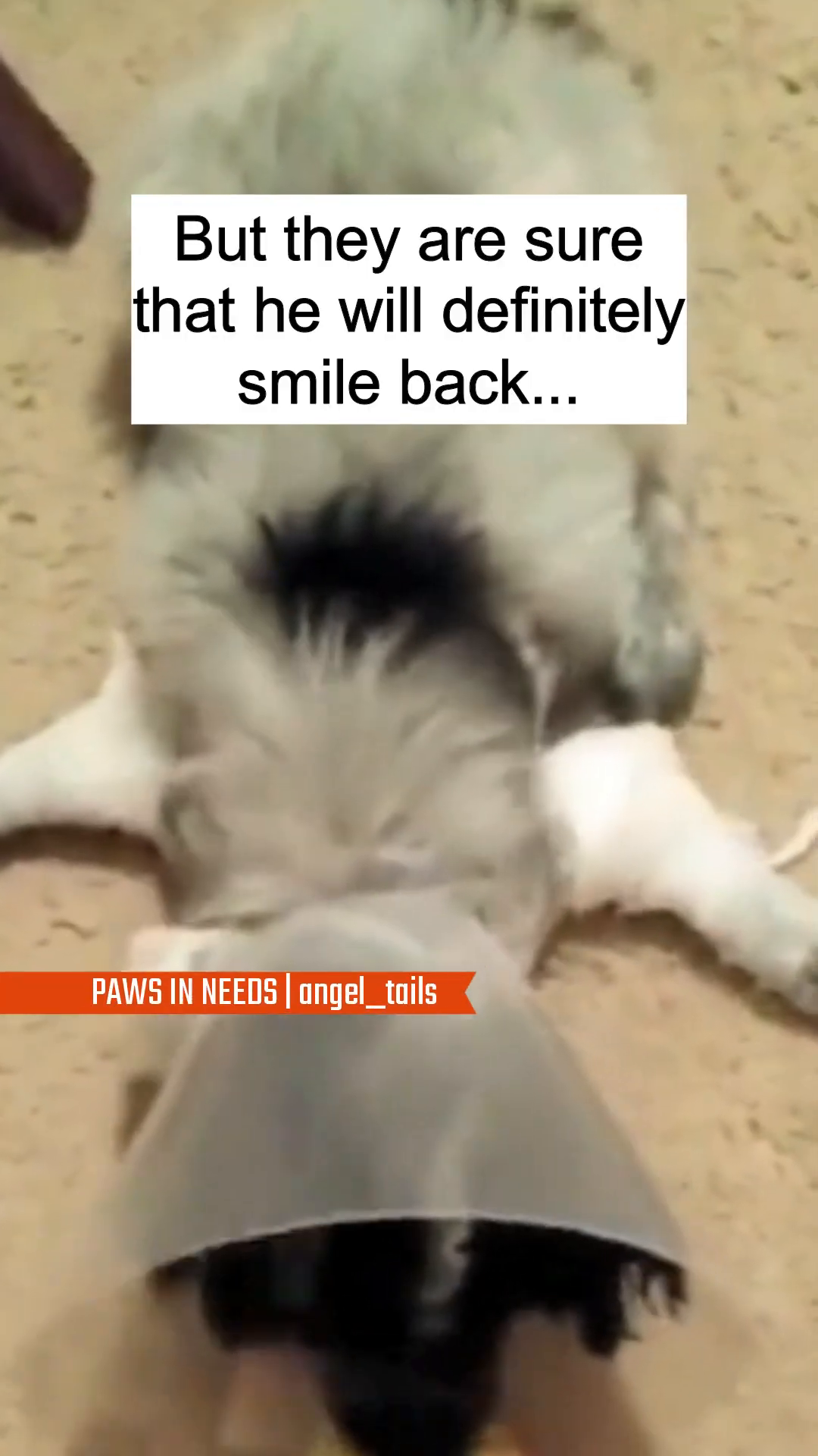 Freddie lying down with a cone around his neck, looking directly at the camera with a hopeful expression.