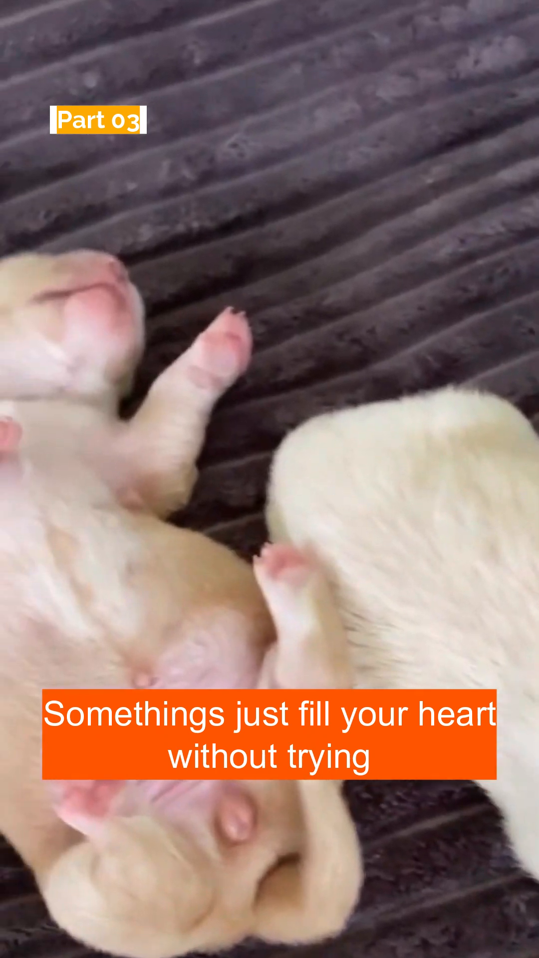 A close-up of a sleeping puppy, showing its tiny paws and peaceful expression.