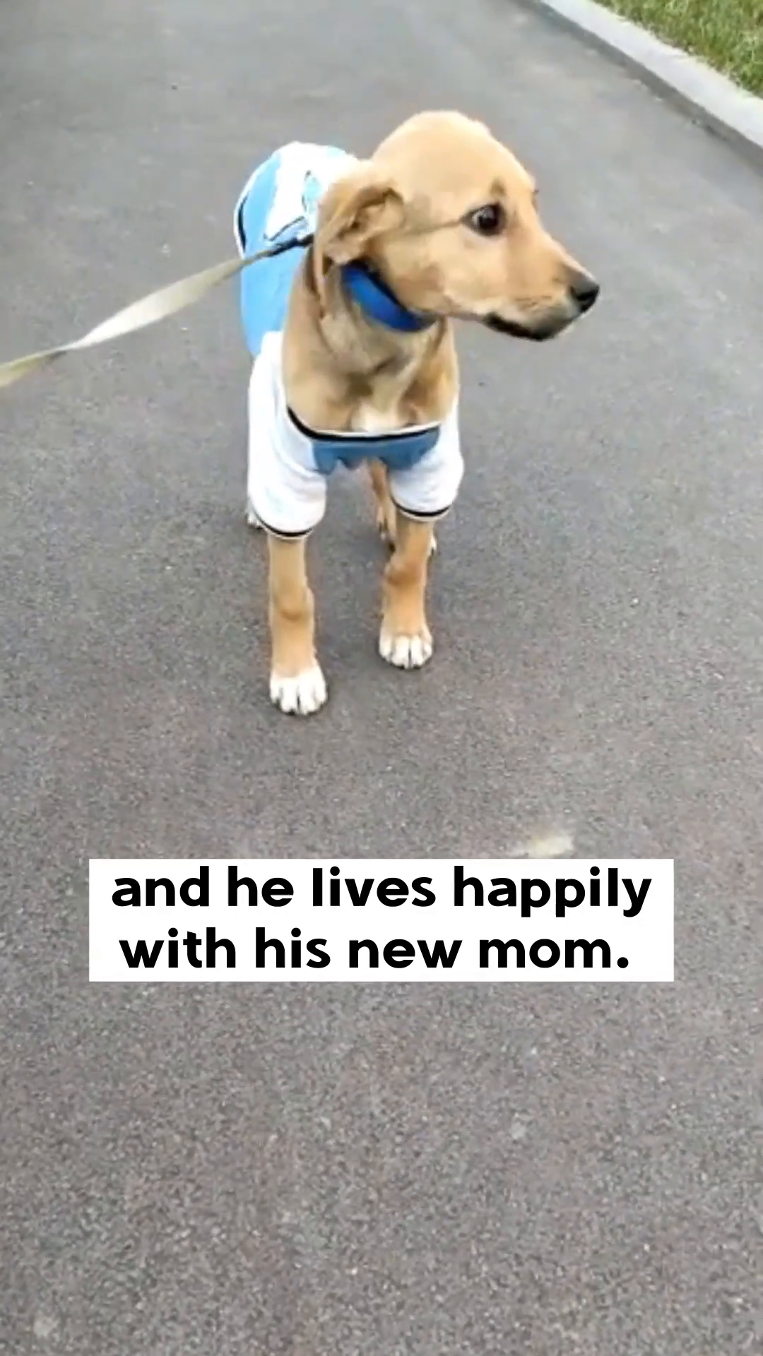 Close-up of a puppy's face looking forward with bright, happy eyes, wearing a blue collar.