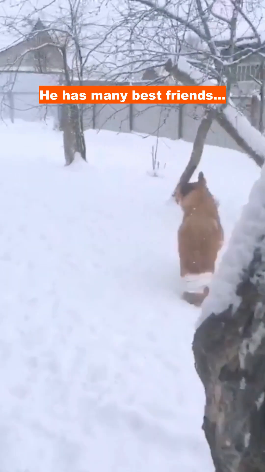 A light brown dog with bandages on its hindquarters is sitting in the snow, looking towards the camera with a happy expression.