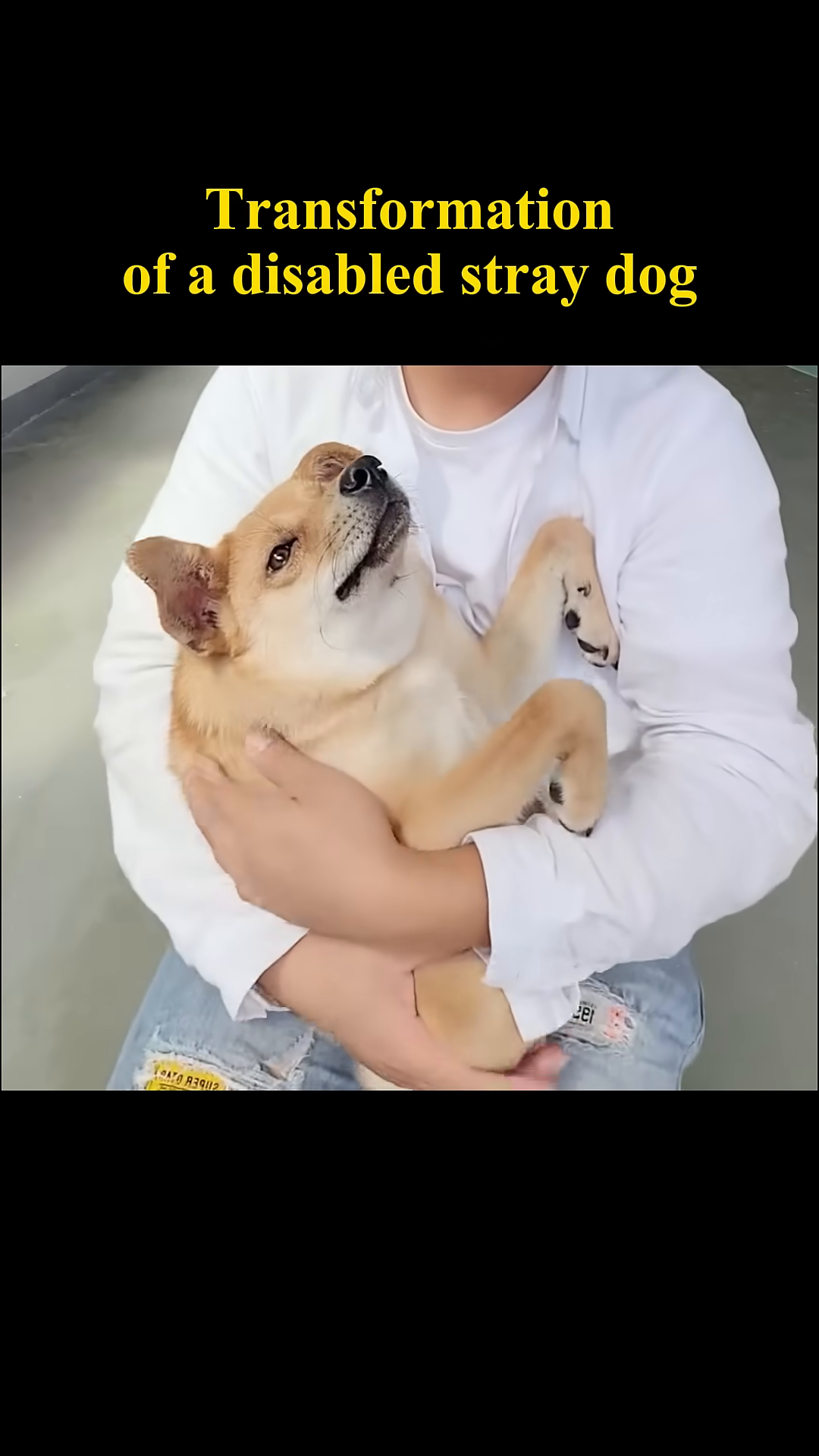 The dog is lovingly held by a person, looking content.