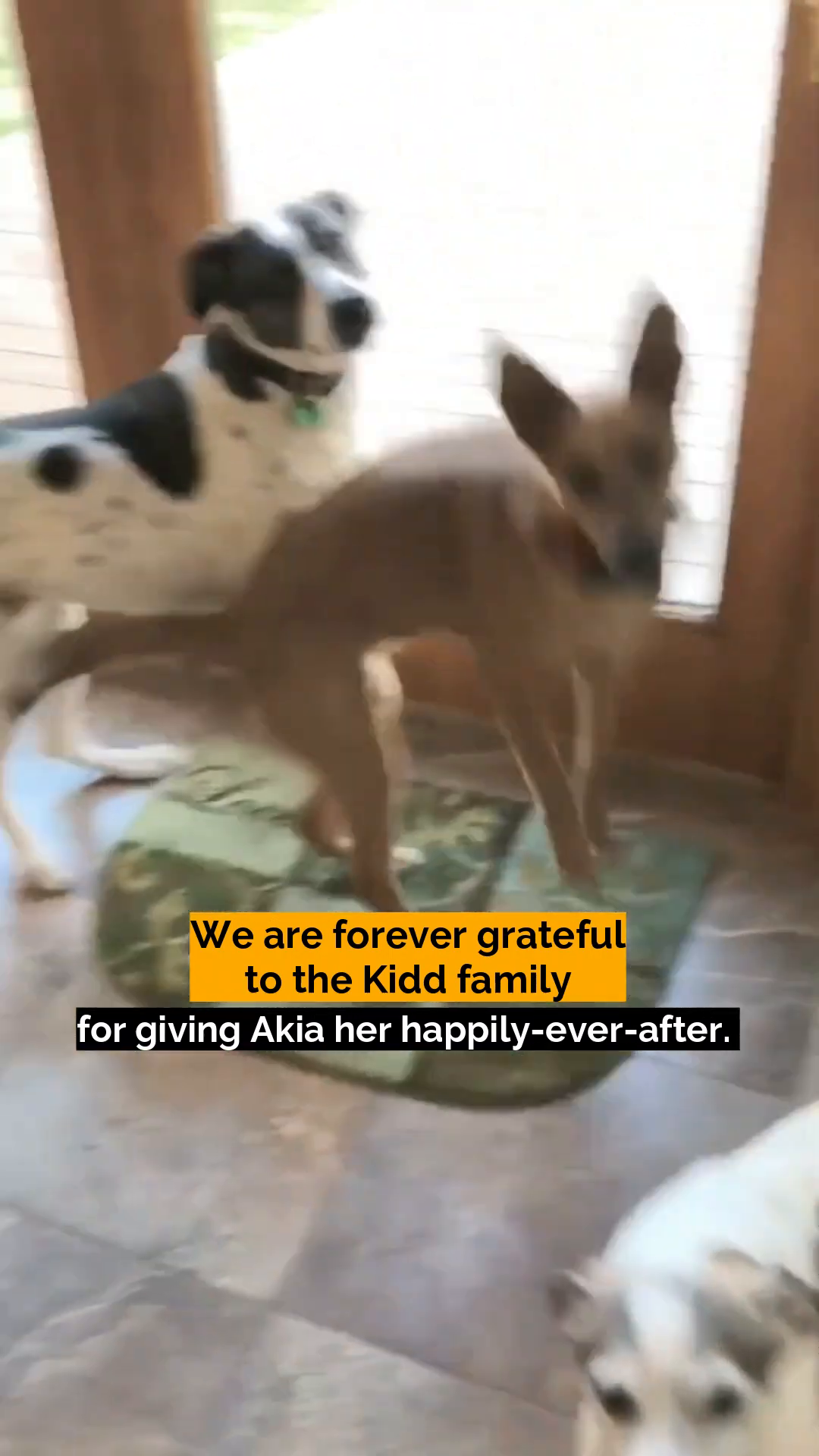 Akia, looking happy and healthy, stands with other dogs near a door.