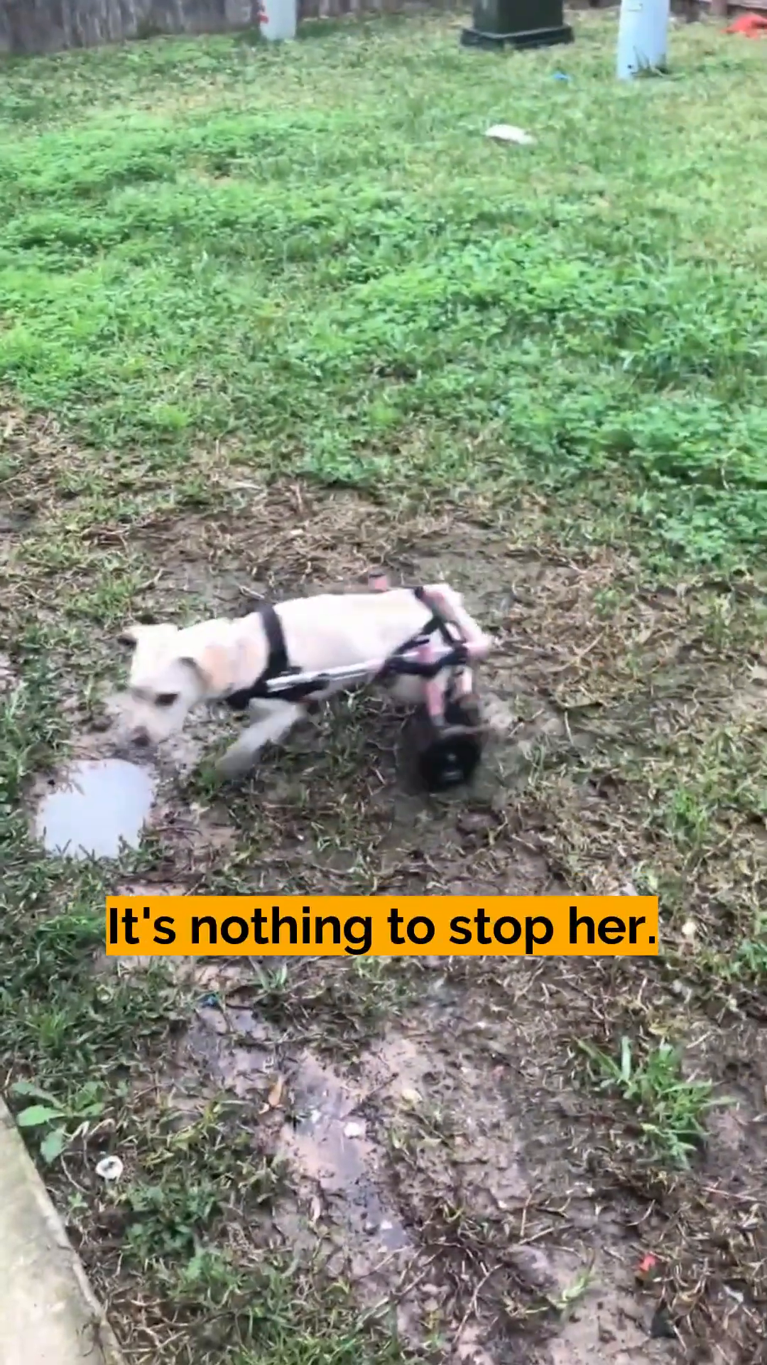 Sadie happily moving around in her wheelchair on grass.