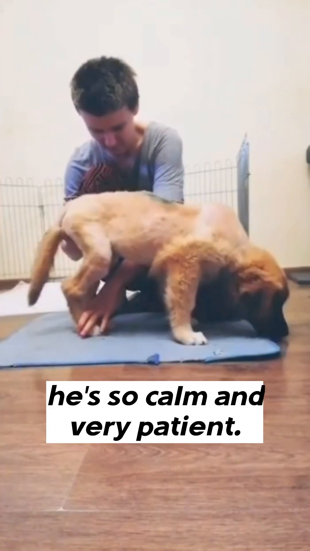 A person carefully assisting a puppy to stand, with the puppy appearing calm and trusting.
