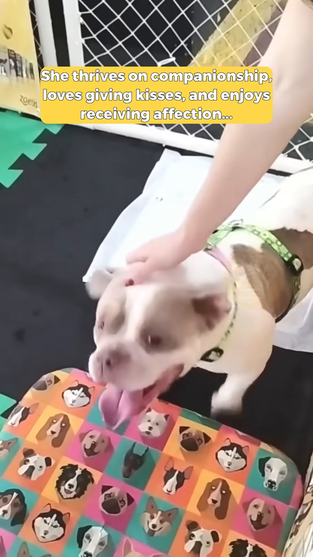 A dog is being petted by a person and looking happy.