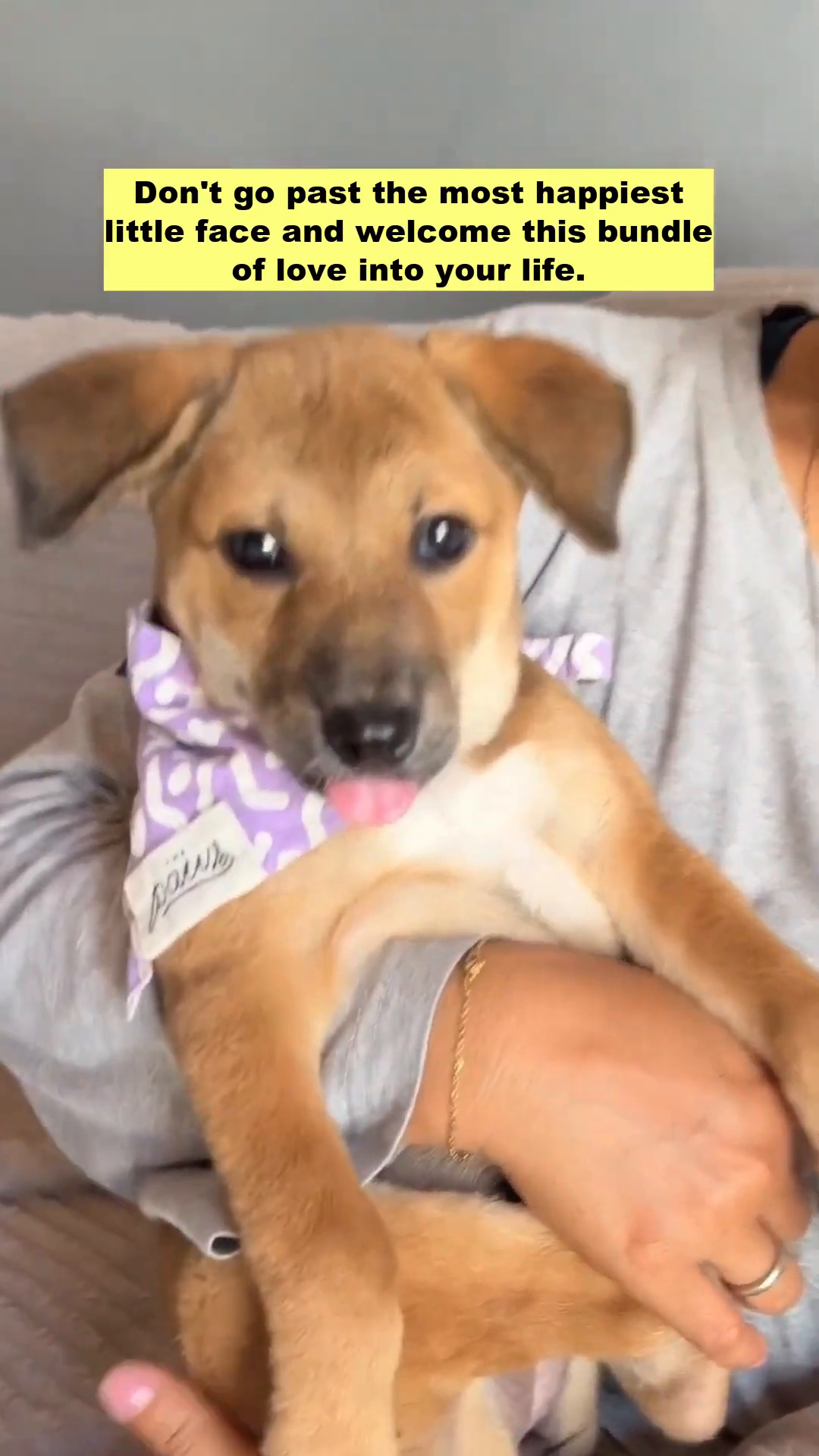 A person holds a cute puppy wearing a purple bandana, looking lovingly at the camera.