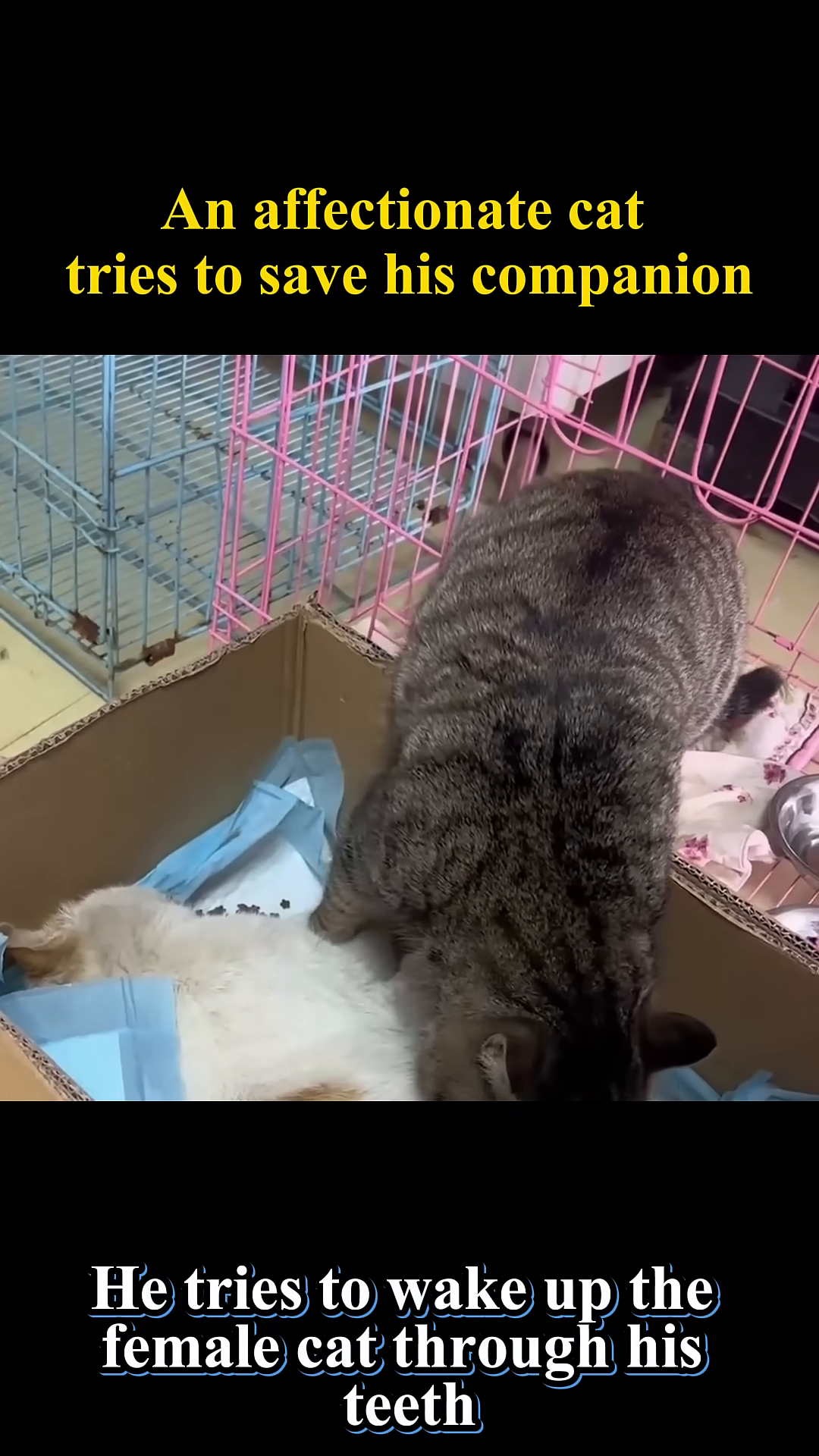 A tabby cat gently nuzzles a deceased or unresponsive ginger and white cat.