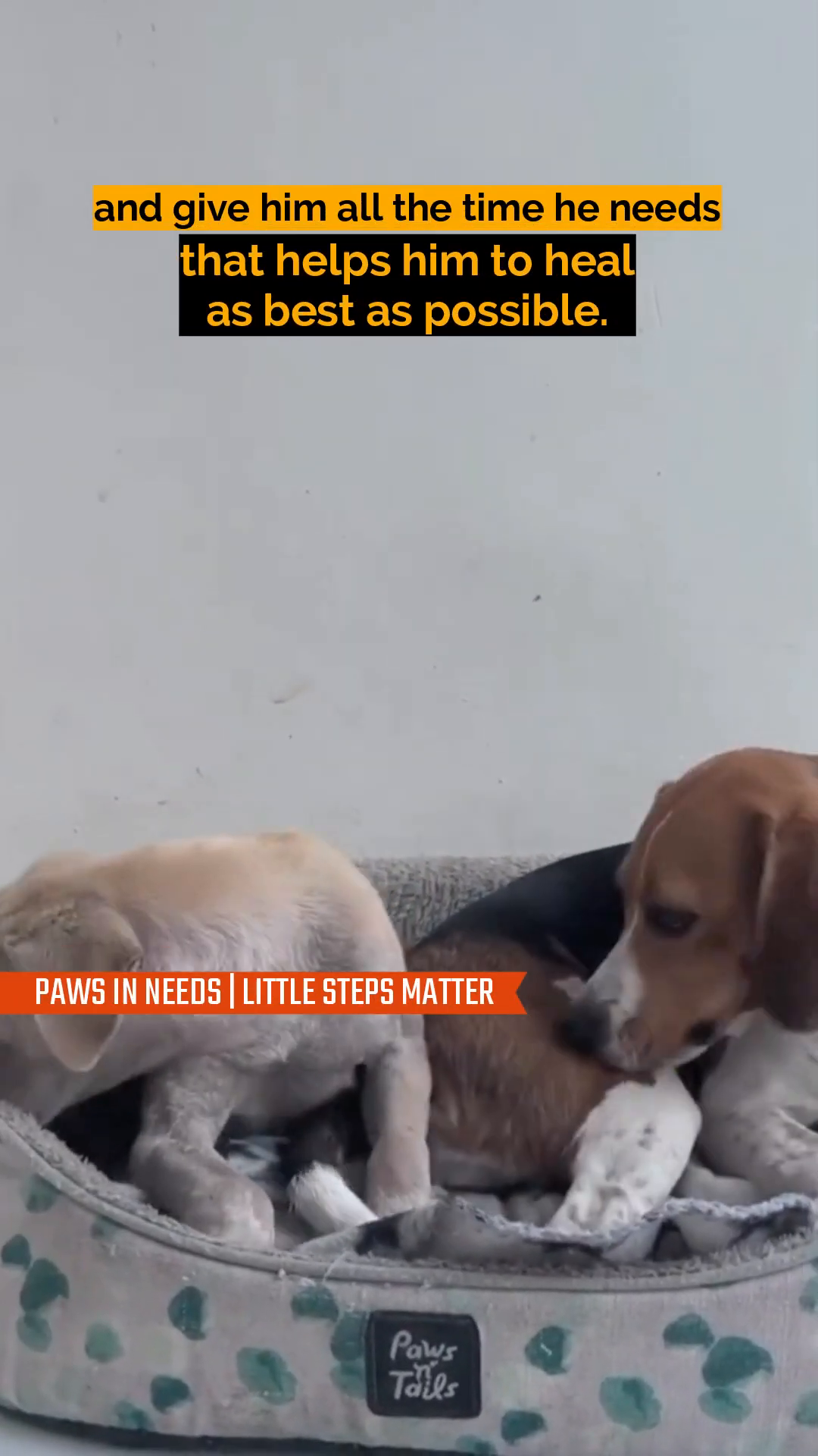 Two puppies, including Puma, resting together in a comfortable dog bed, showing companionship and peace.