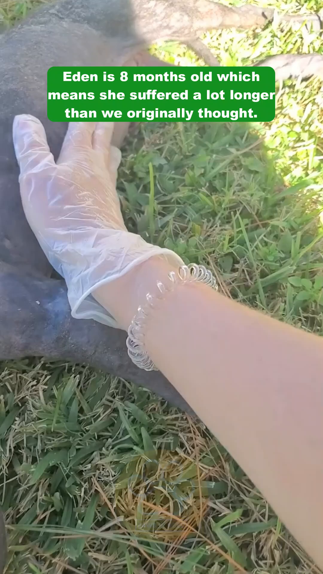 A gloved hand gently strokes Eden's head as she rests on the grass.